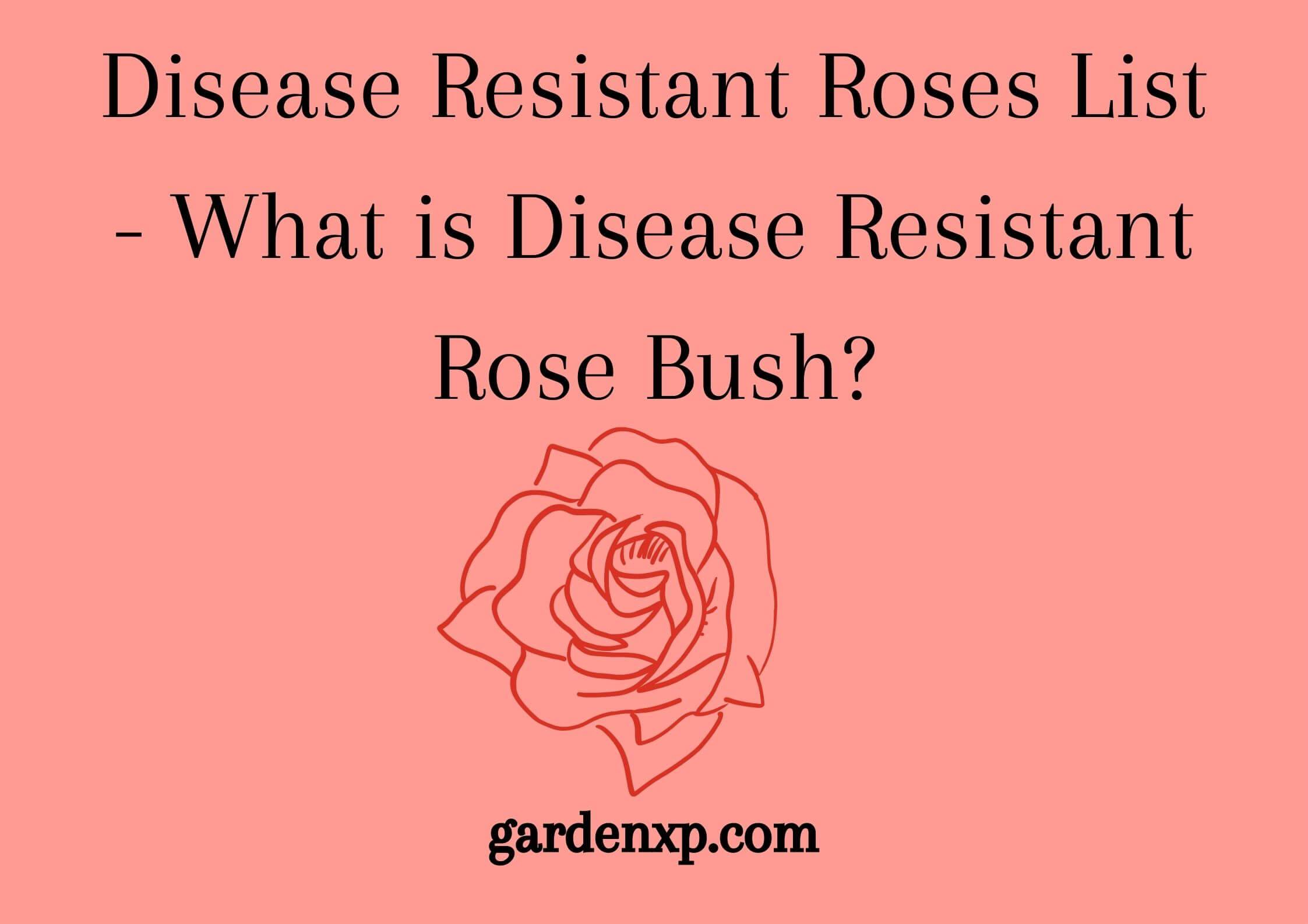 Disease Resistant Roses List - What is Disease Resistant Rose Bush?
