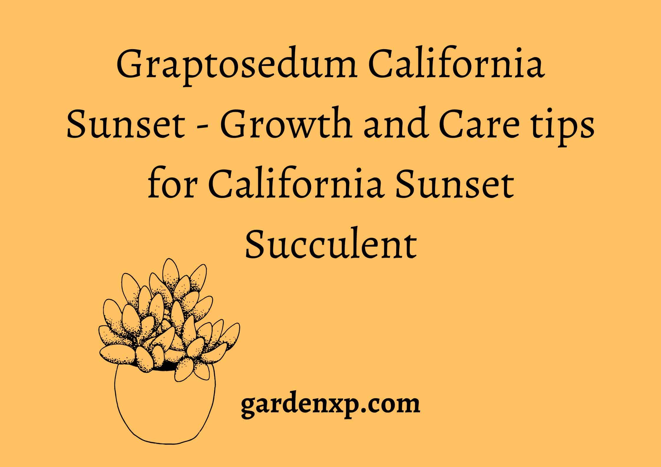 Graptosedum California Sunset - Growth and Care tips for California Sunset Succulent