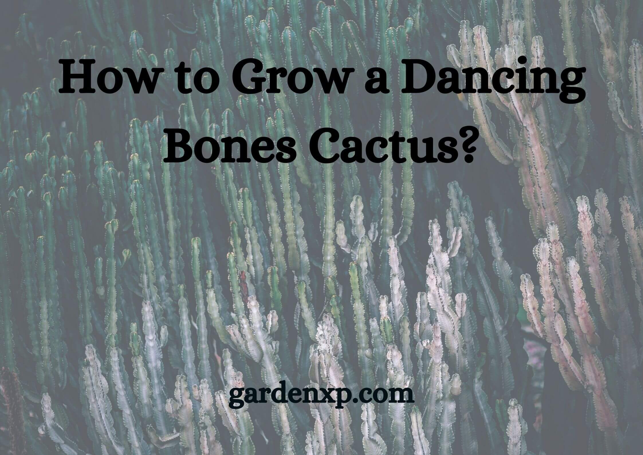 How To Grow A Dancing Bones Cactus?
