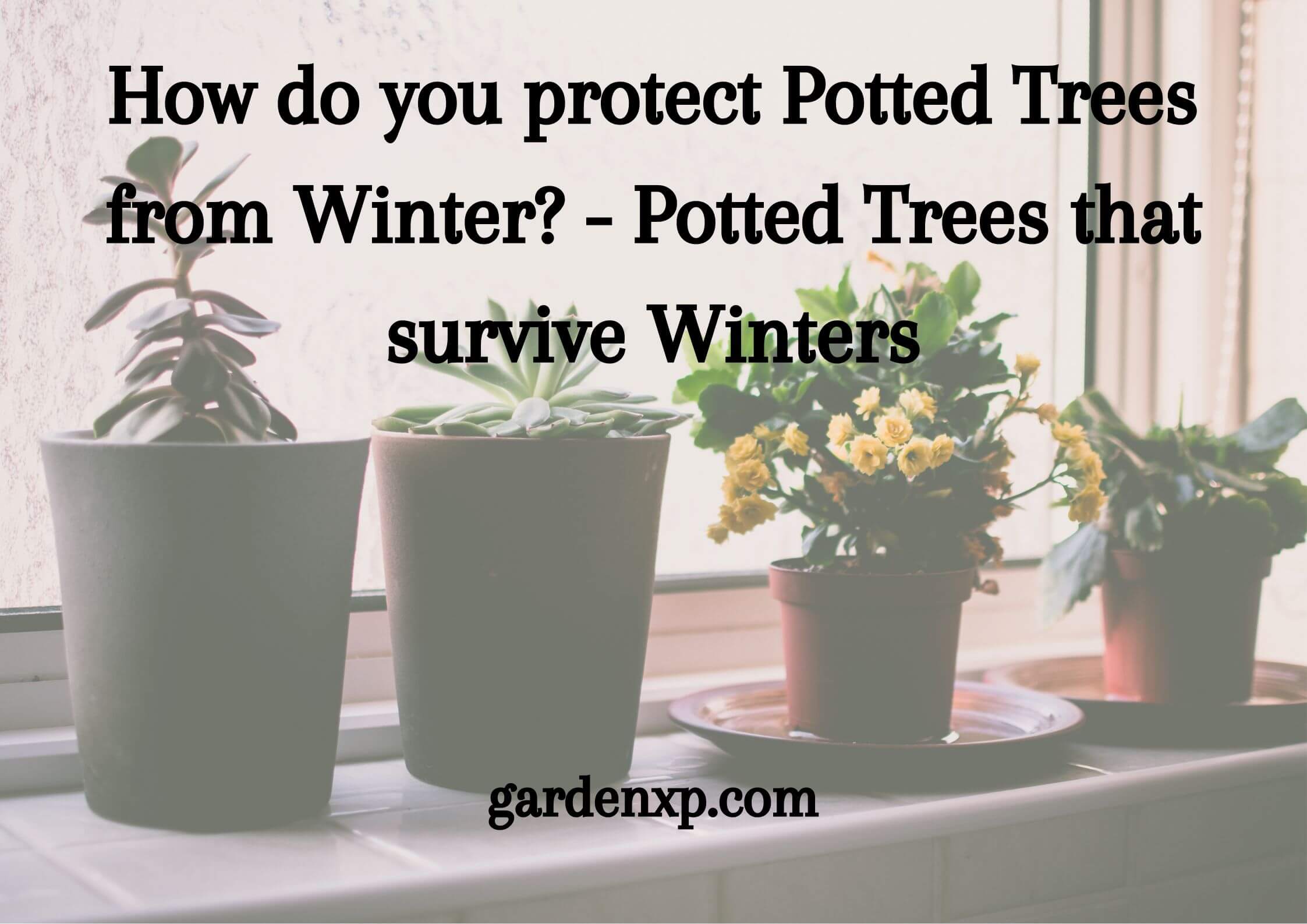 How do you protect Potted Trees from Winter? - Potted Trees that survive Winters