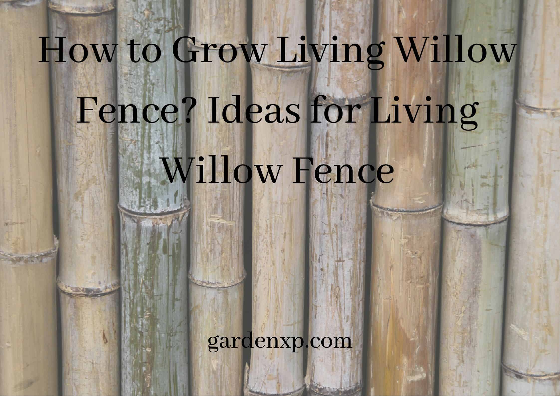 How to Grow Living Willow Fence? Ideas for Living Willow Fence