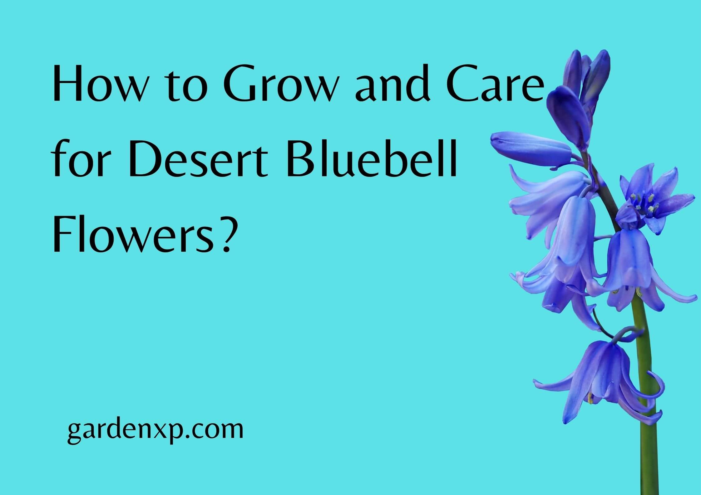 How to Grow and Care for Desert Bluebell Flowers?