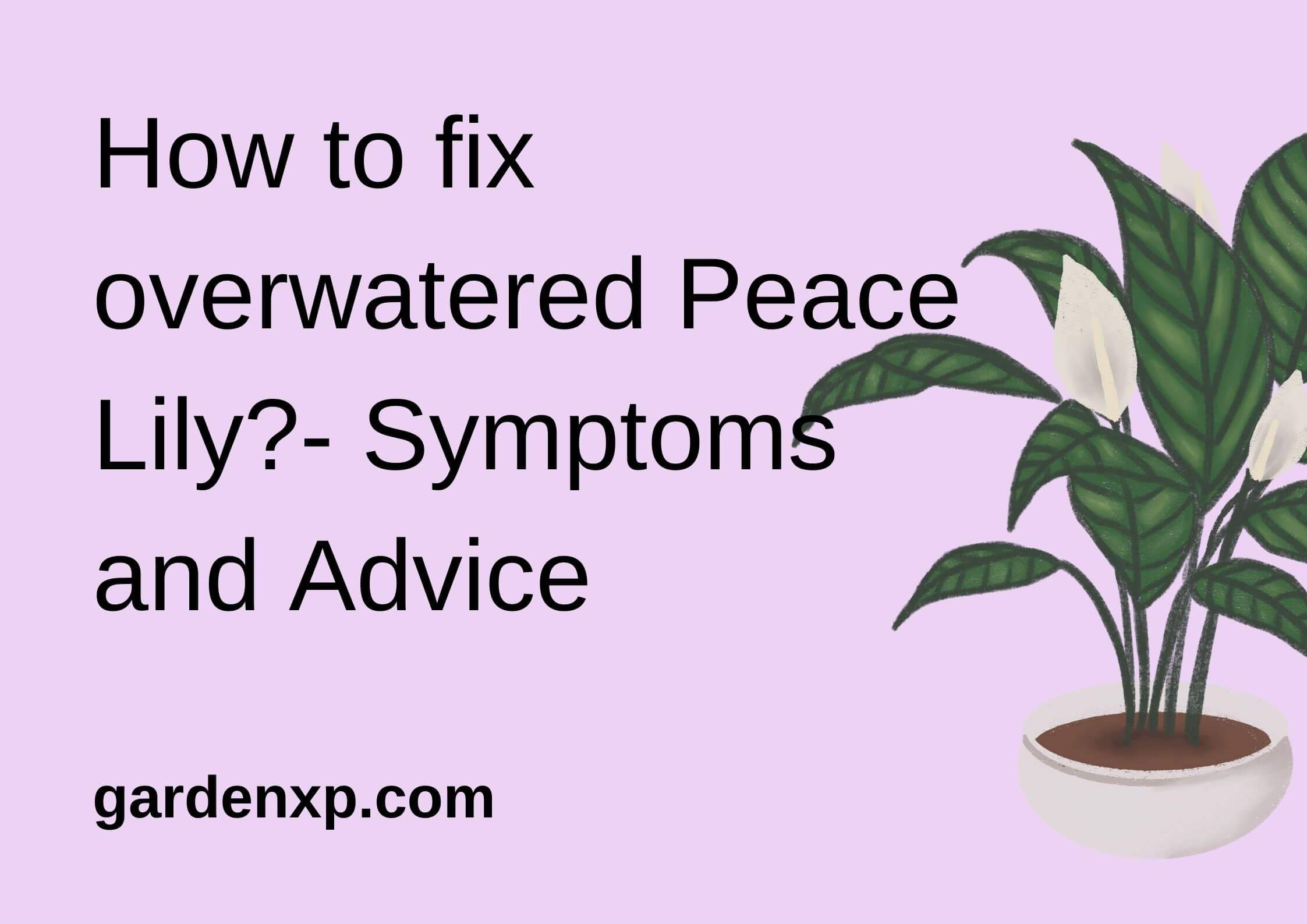 How to fix overwatered Peace Lily?- Symptoms and Advice