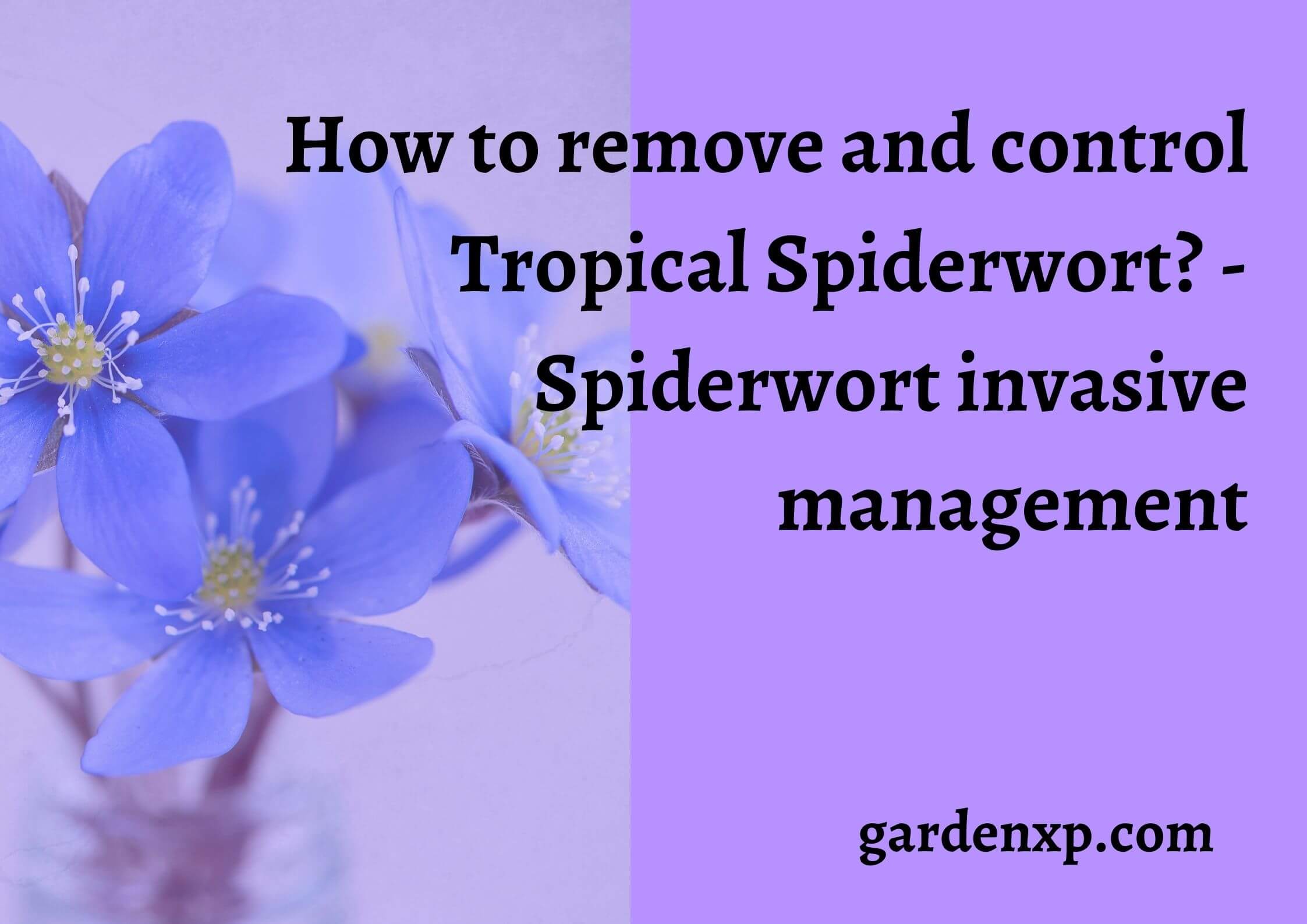 How to remove and control Tropical Spiderwort? - Spiderwort invasive management