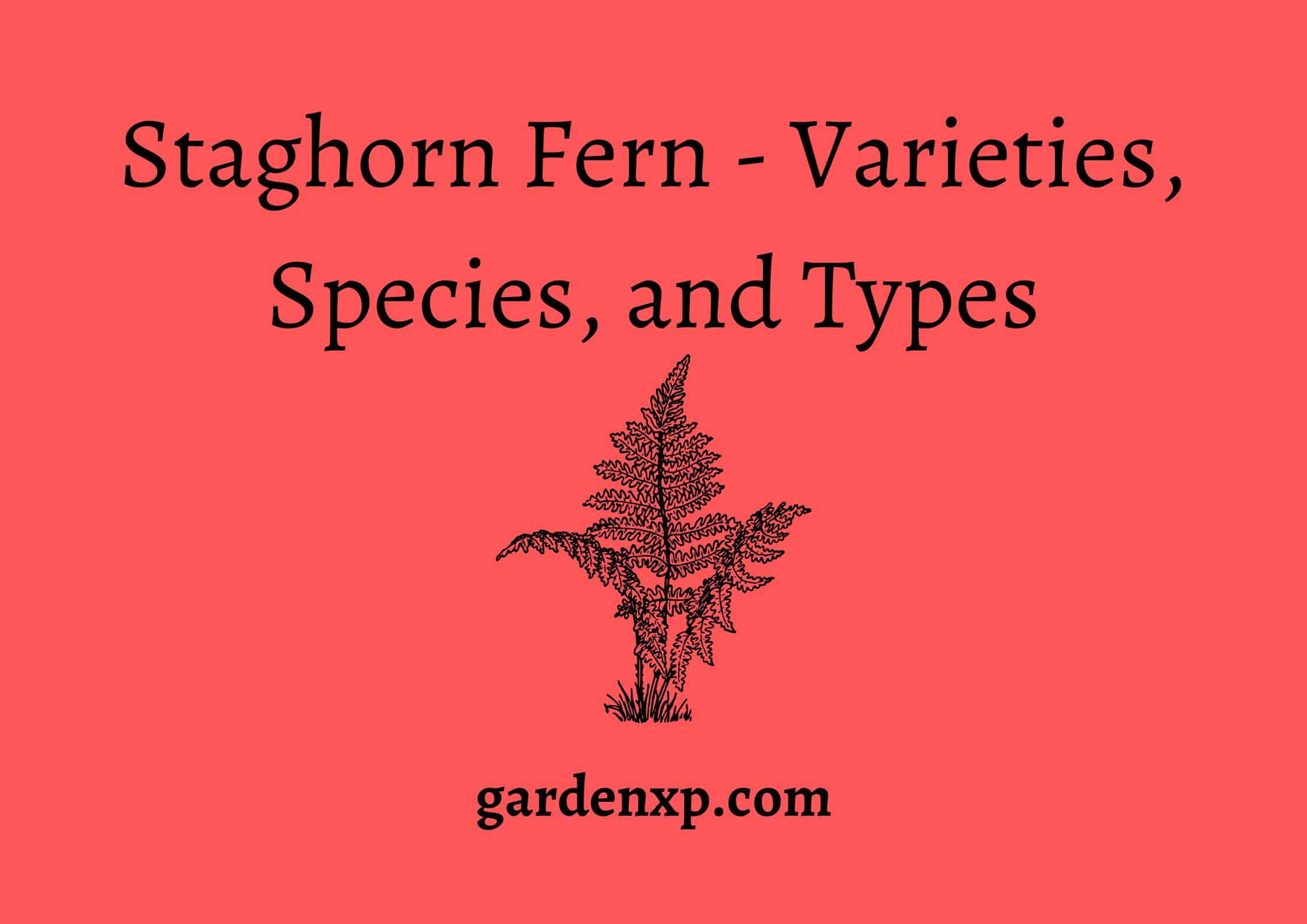 Staghorn Fern - Varieties Species and Types