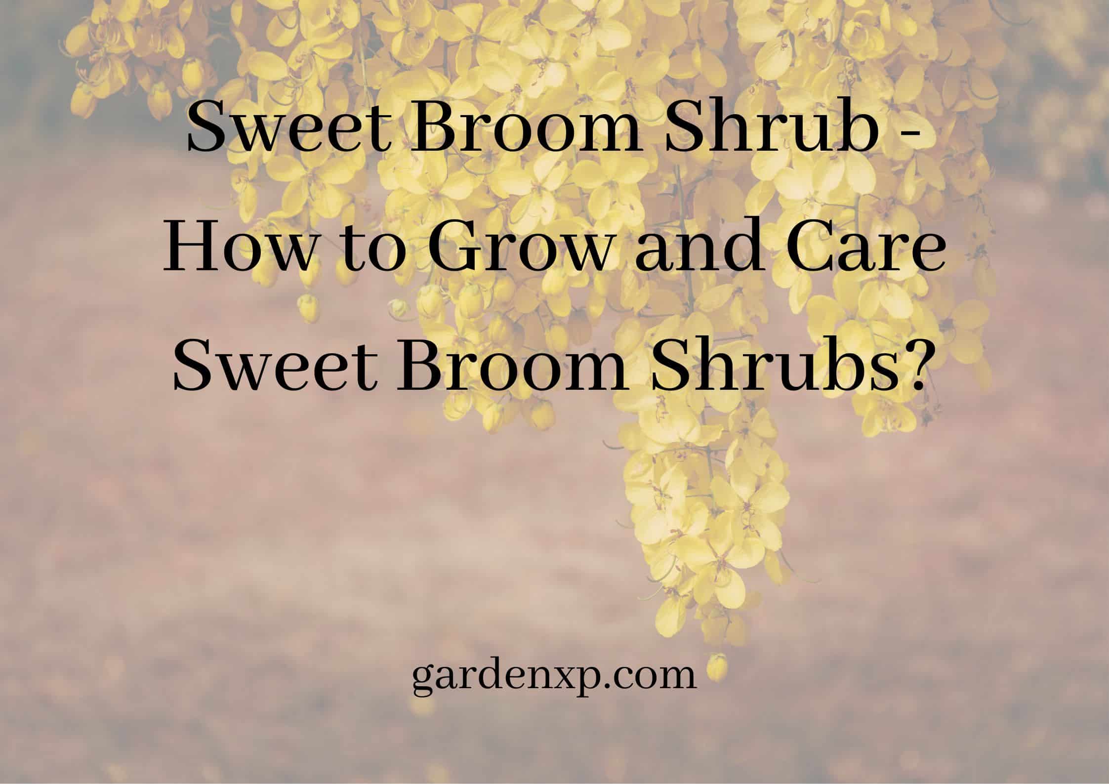 Sweet Broom Shrub - How to Grow and Care Sweet Broom Shrubs?