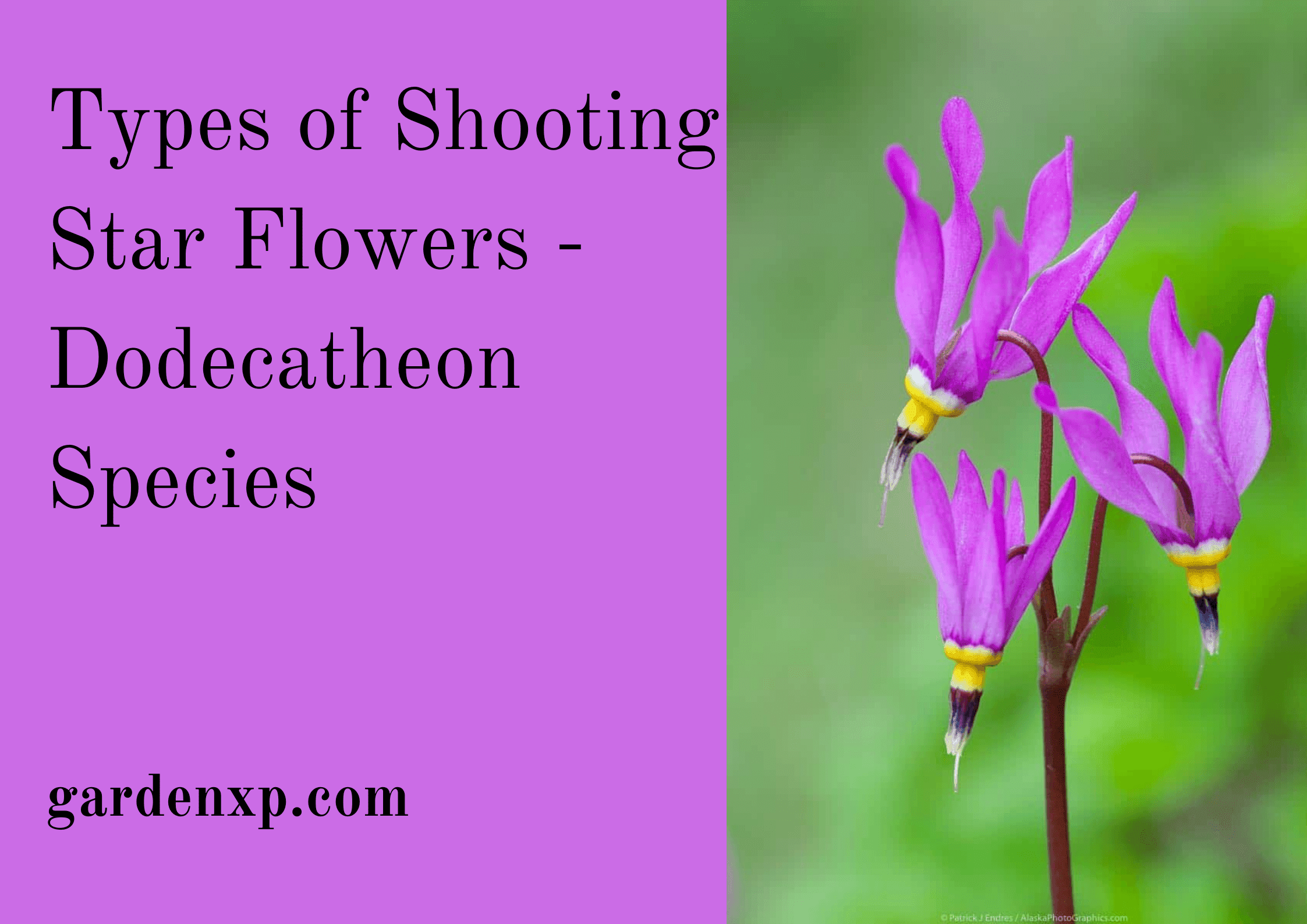 Types of Shooting Star Flowers - Dodecatheon Species