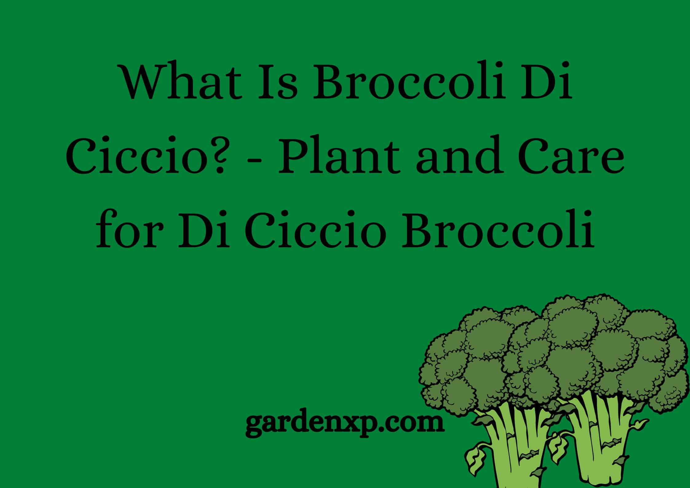 What Is Broccoli Di Ciccio? - Plant and Care for Di Ciccio Broccoli