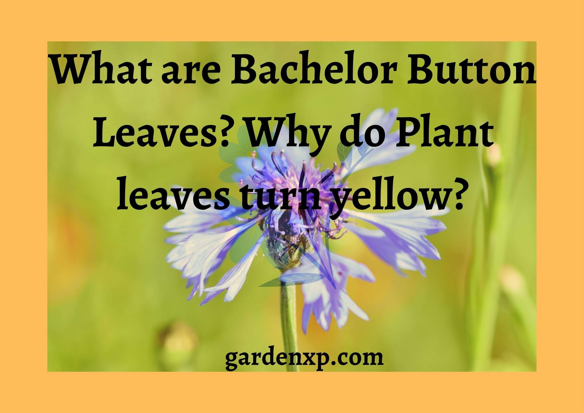 What are Bachelor Button Leaves? Why do Plant leaves turn yellow?
