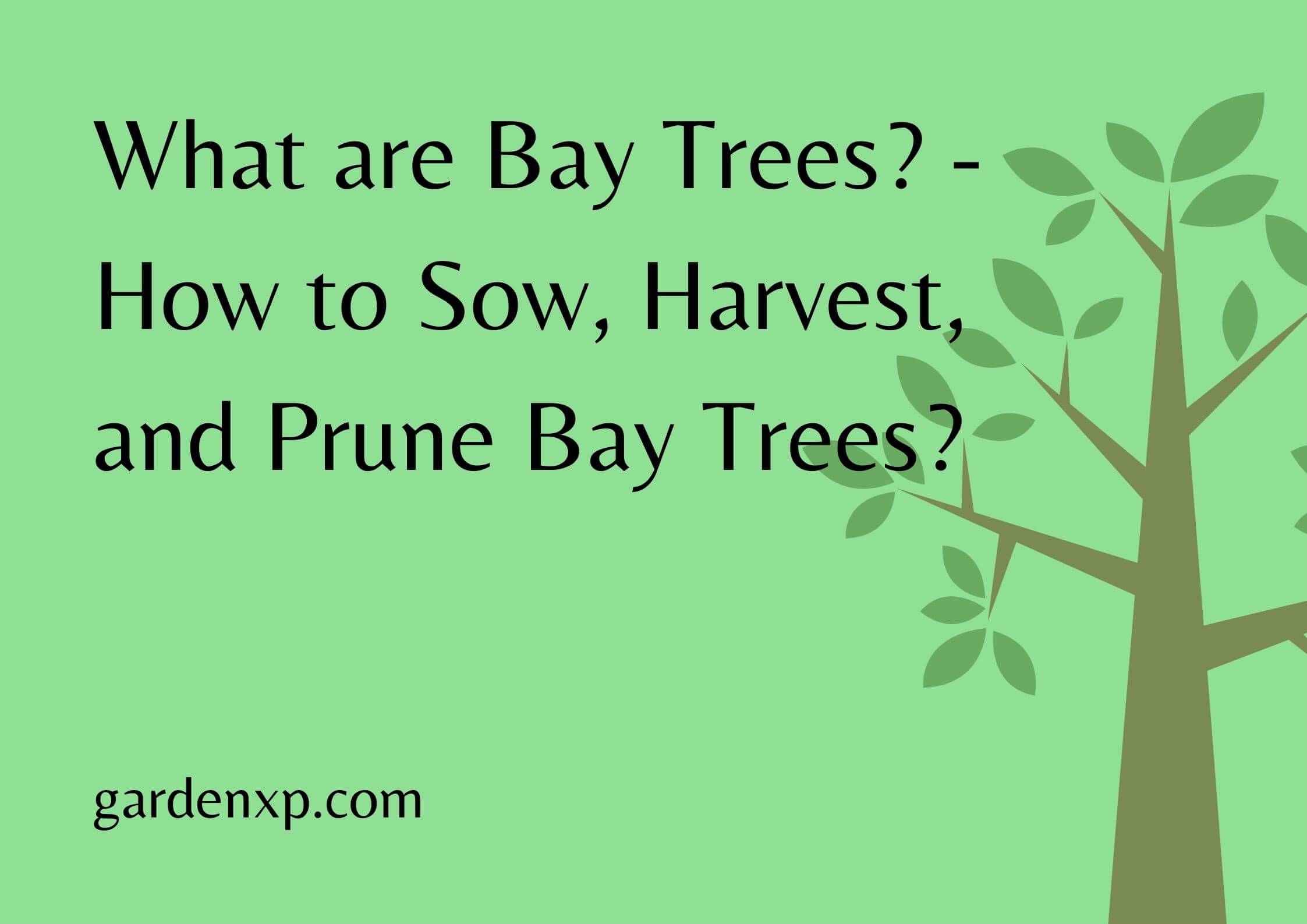 What are Bay Trees? - How to Sow Harvest and Prune Bay Trees?