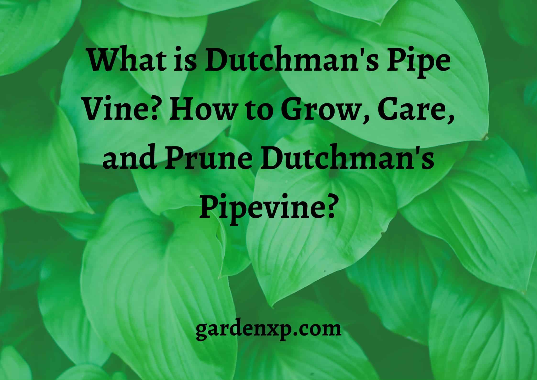 What is Dutchman's Pipe Vine? How to Grow Care and Prune Dutchman's Pipevine?