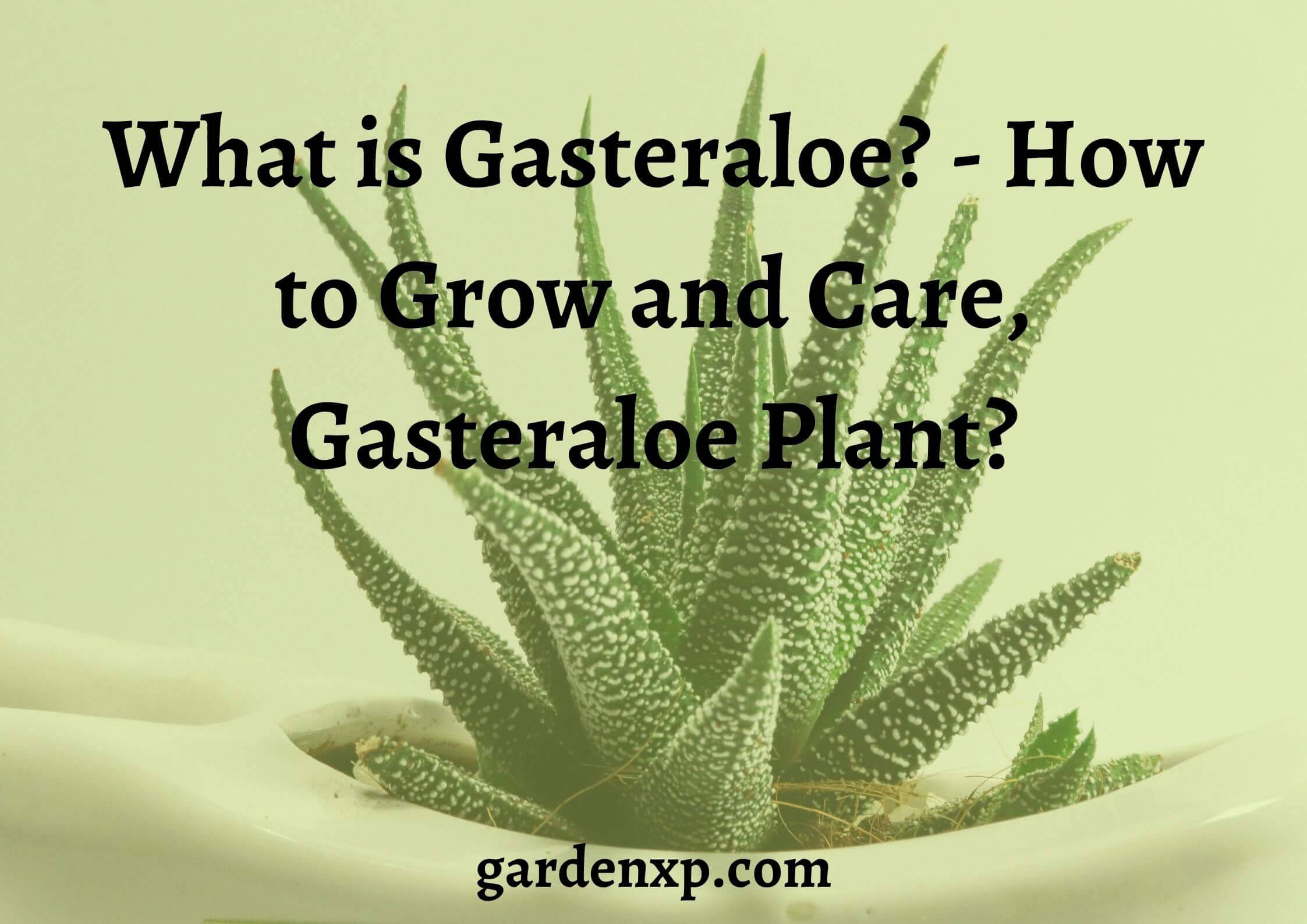 What is Gasteraloe? - How to Grow and Care, Gasteraloe Plant?