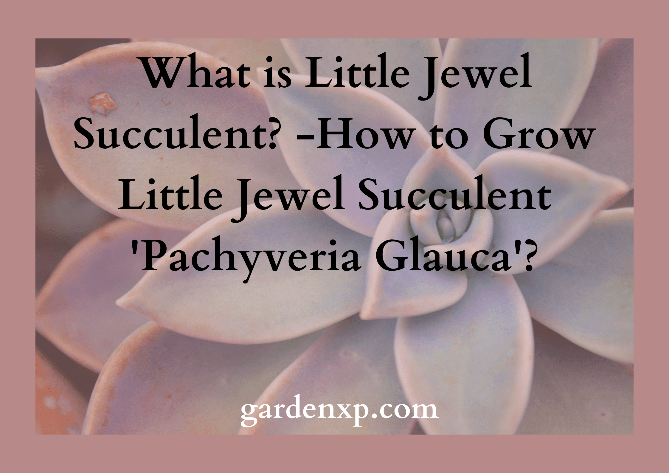 What is Little Jewel Succulent?- How to Grow Little Jewel Succulent 'Pachyveria Glauca'?