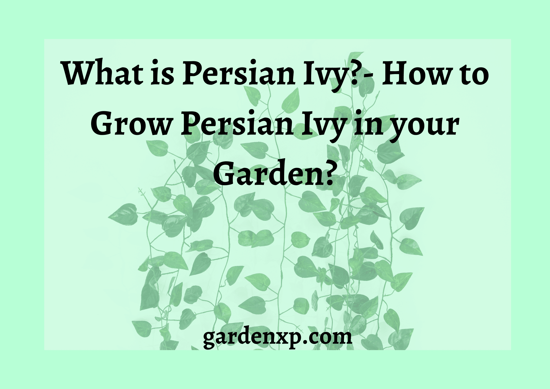 What is Persian Ivy?- How to Grow Persian Ivy in your Garden?