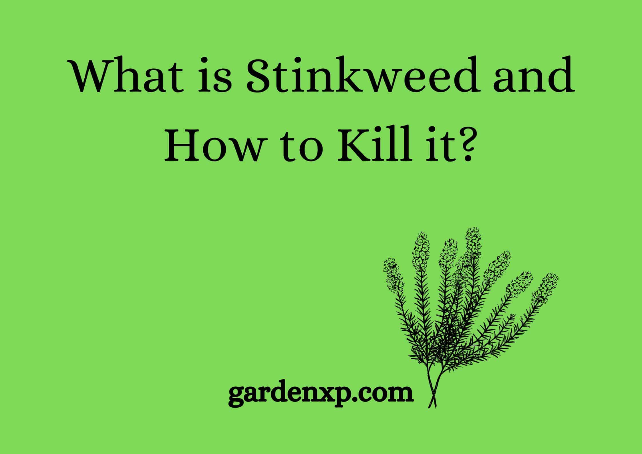 What is Stinkweed and How to Kill it?