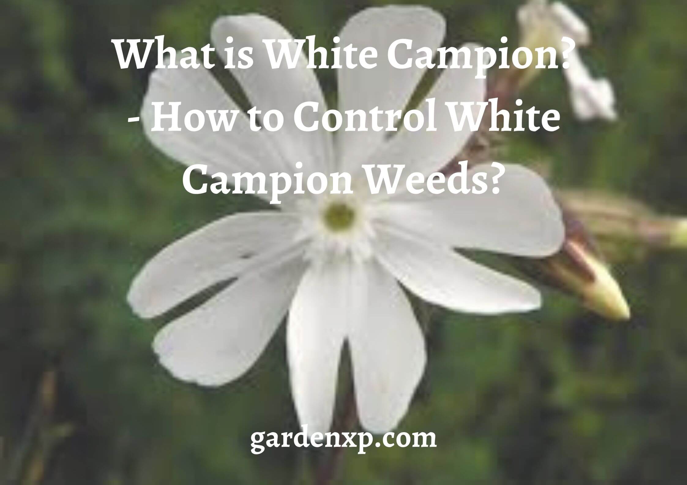 What is White Campion? - How to Control White Campion Weeds?