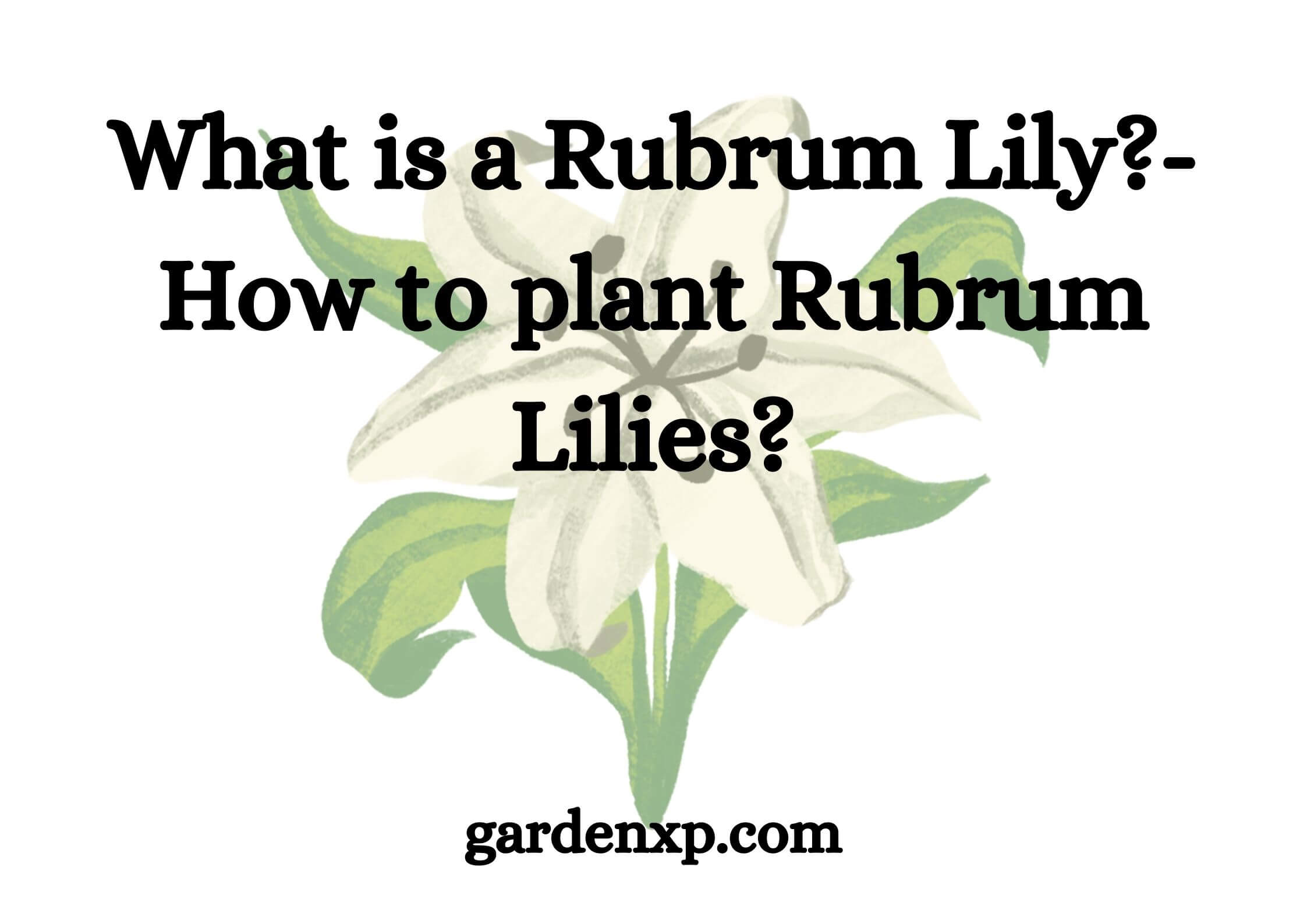 What is a Rubrum Lily?- How to plant Rubrum Lilies?