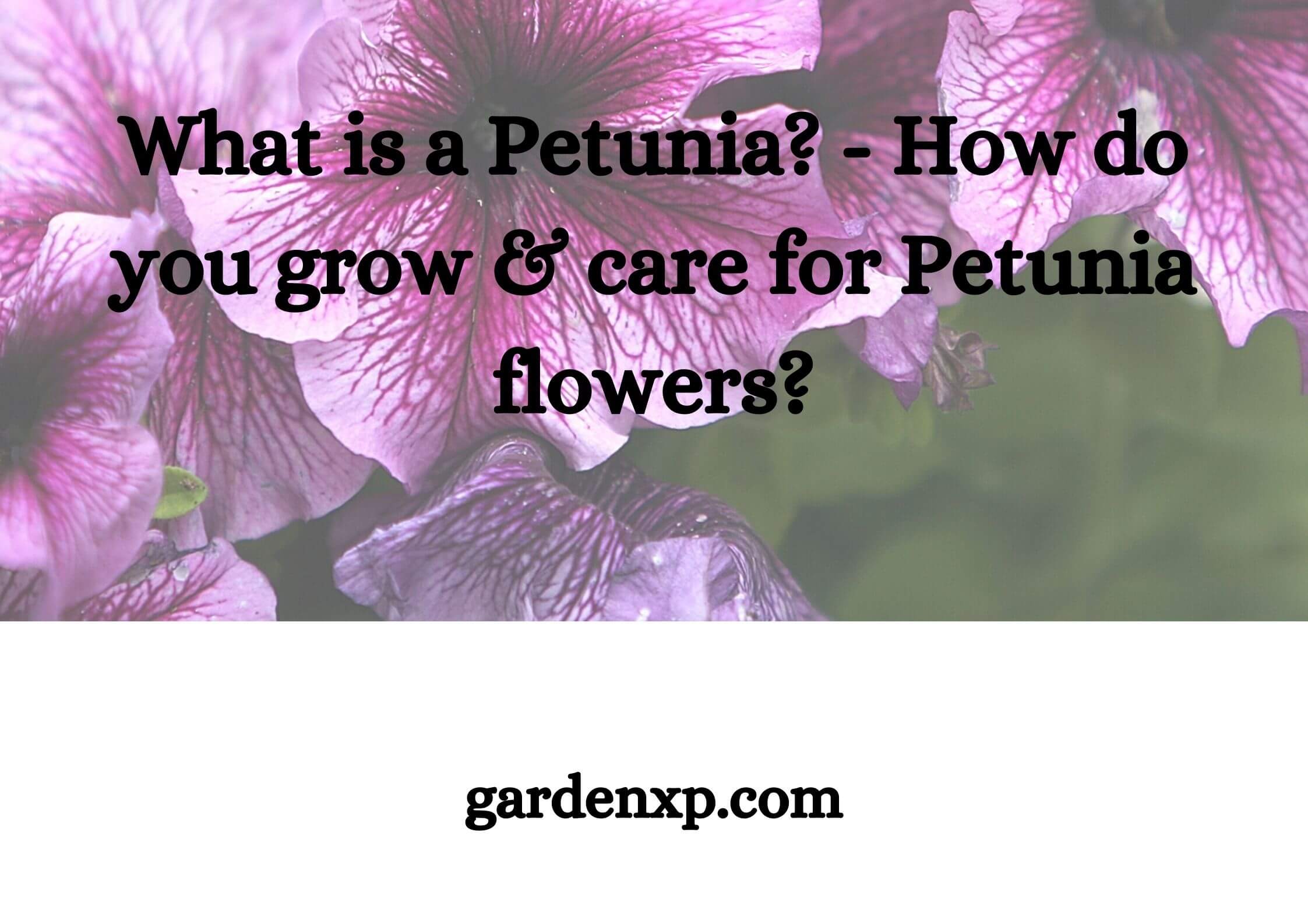 What is a Petunia? - How do you grow & care for Petunia flowers?