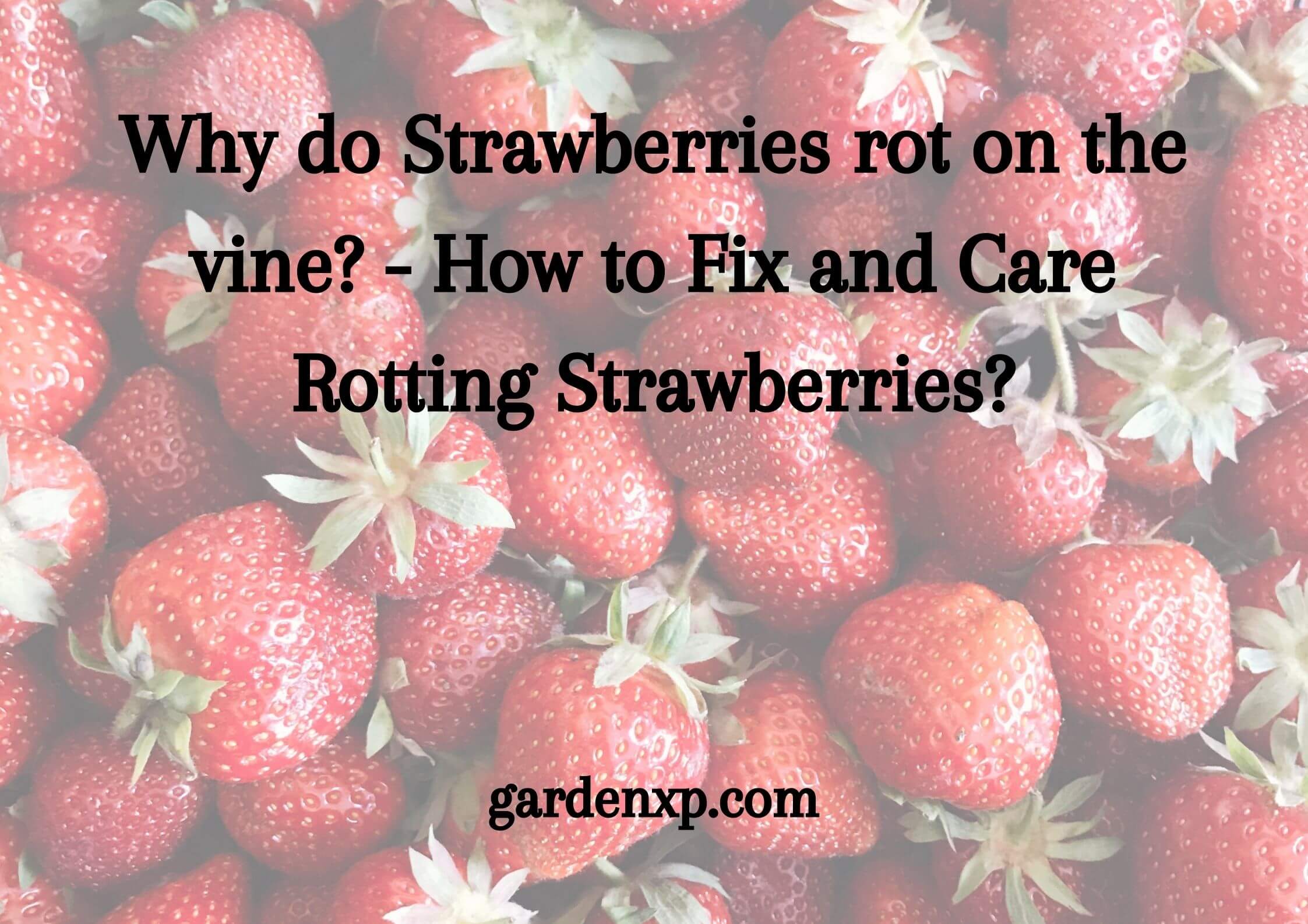 Why do Strawberries rot on the vine? - How to Fix and Care Rotting Strawberries?