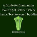 Celery Companion Plants, Plants that grow with Celery, Plants that do not grow with celery 