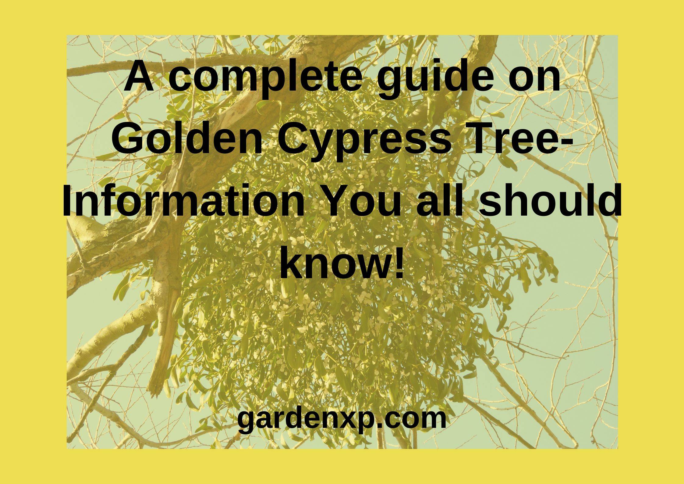 Golden Cypress Tree - How to Grow & Care for Golden Leyland Trees?