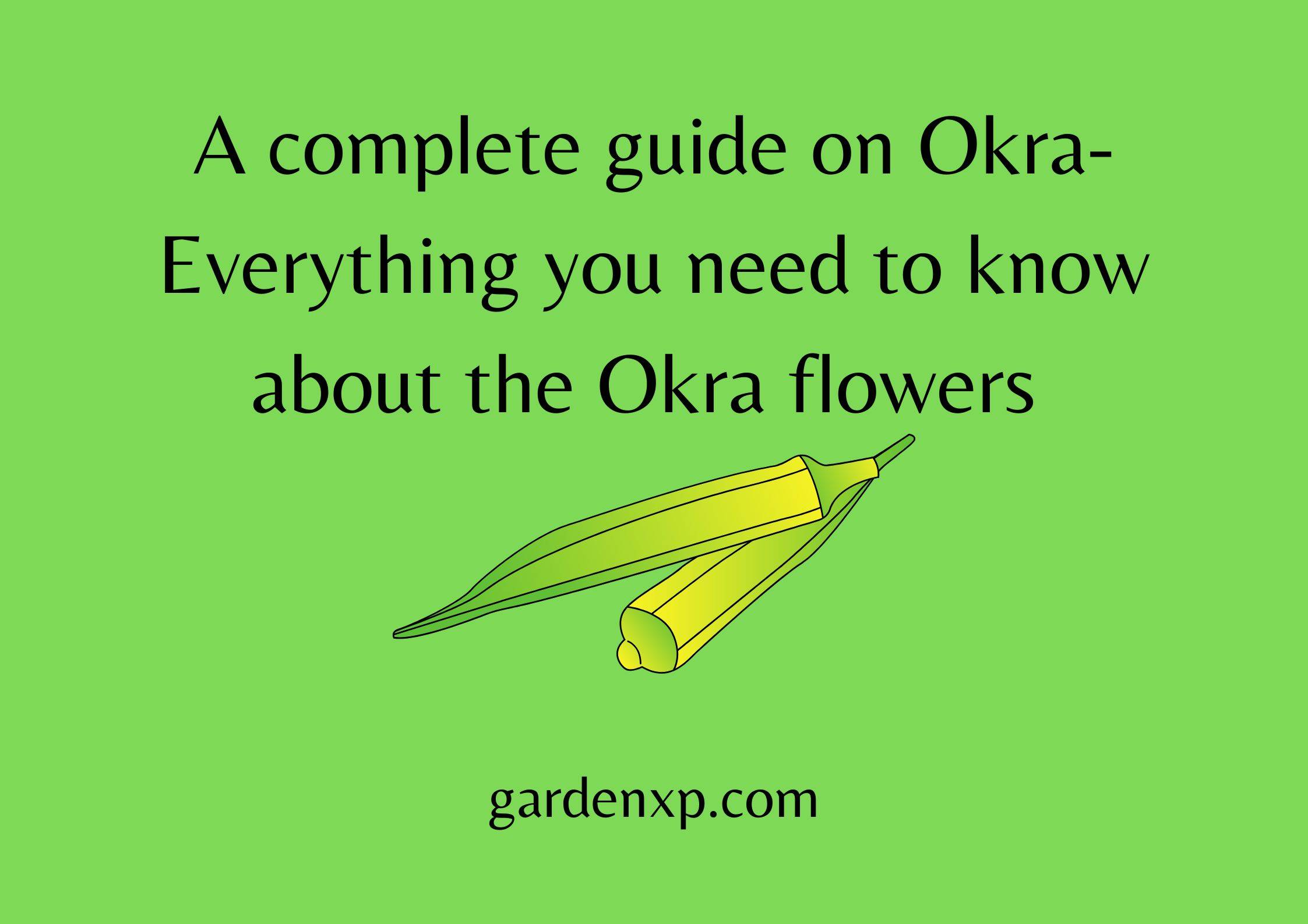 A complete guide on Okra- Everything you need to know about the Okra flowers 