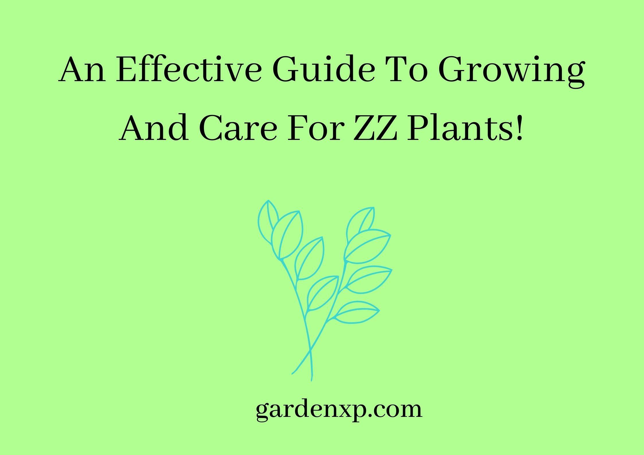 What is a ZZ plant or Zamioculcas Zamiifolia? - How to Grow and Care for ZZ Plant?