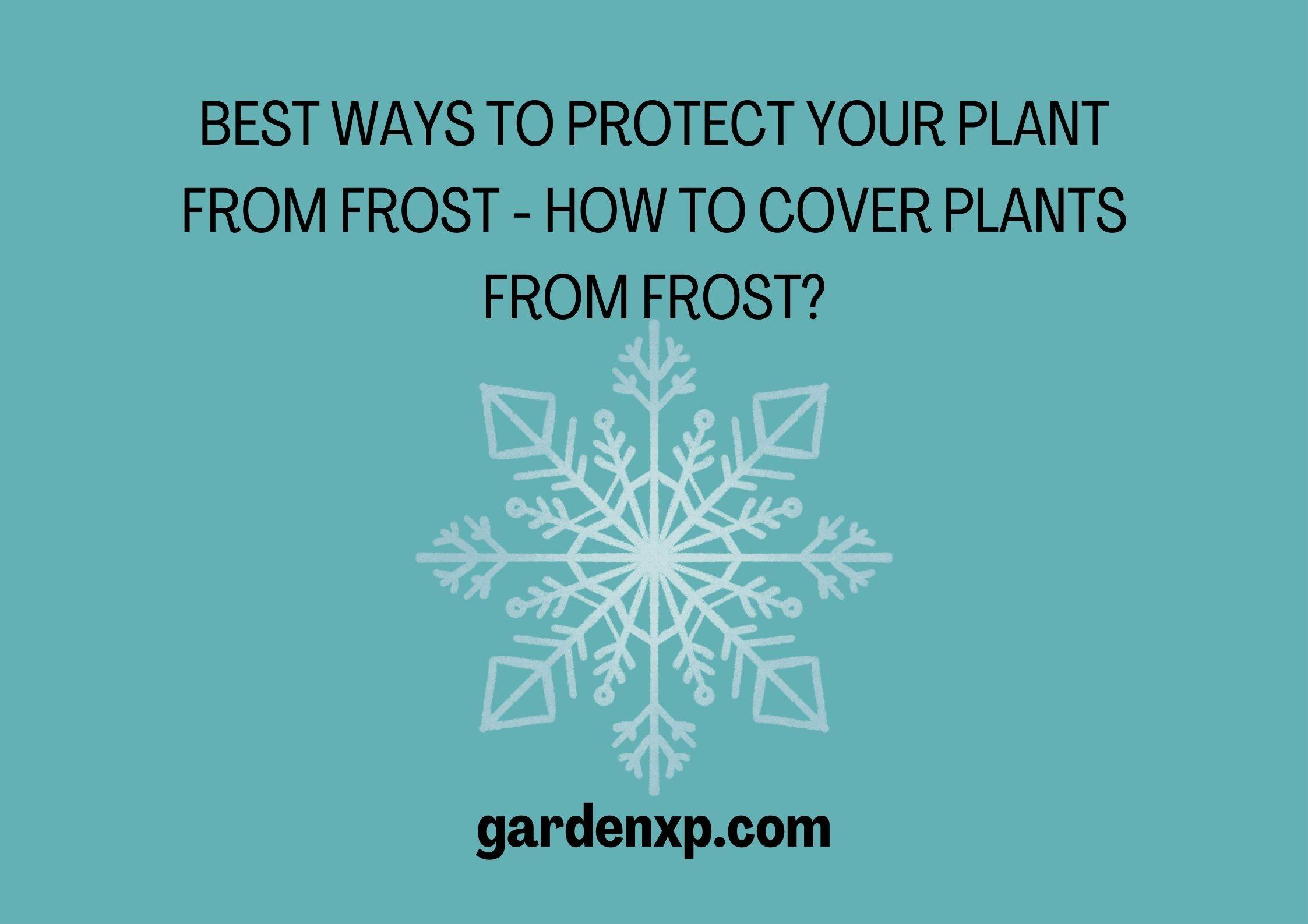 How to Protect Plants from Frost?