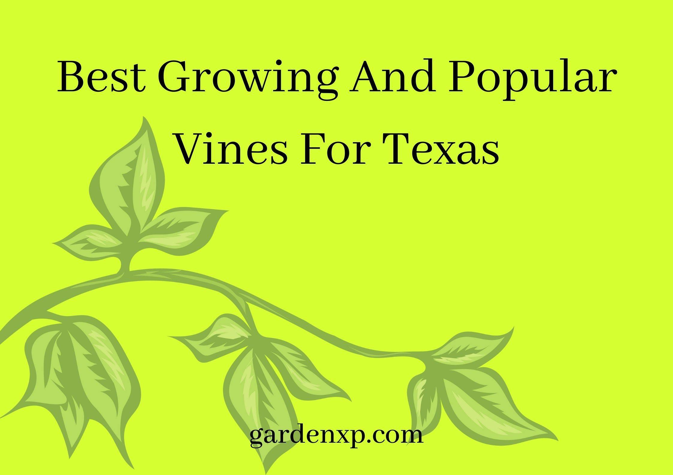 Popular Vines for Texas - Vines for the Southern Region