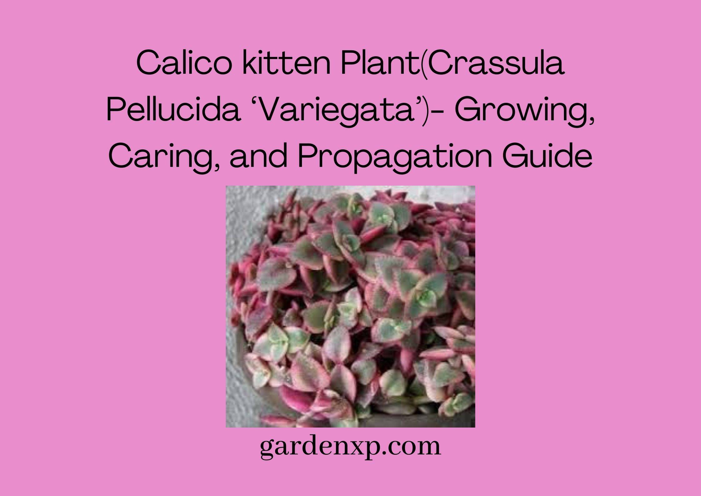 What is Calico Kitten Plant? - How to Grow Calico Kitten Crassula?