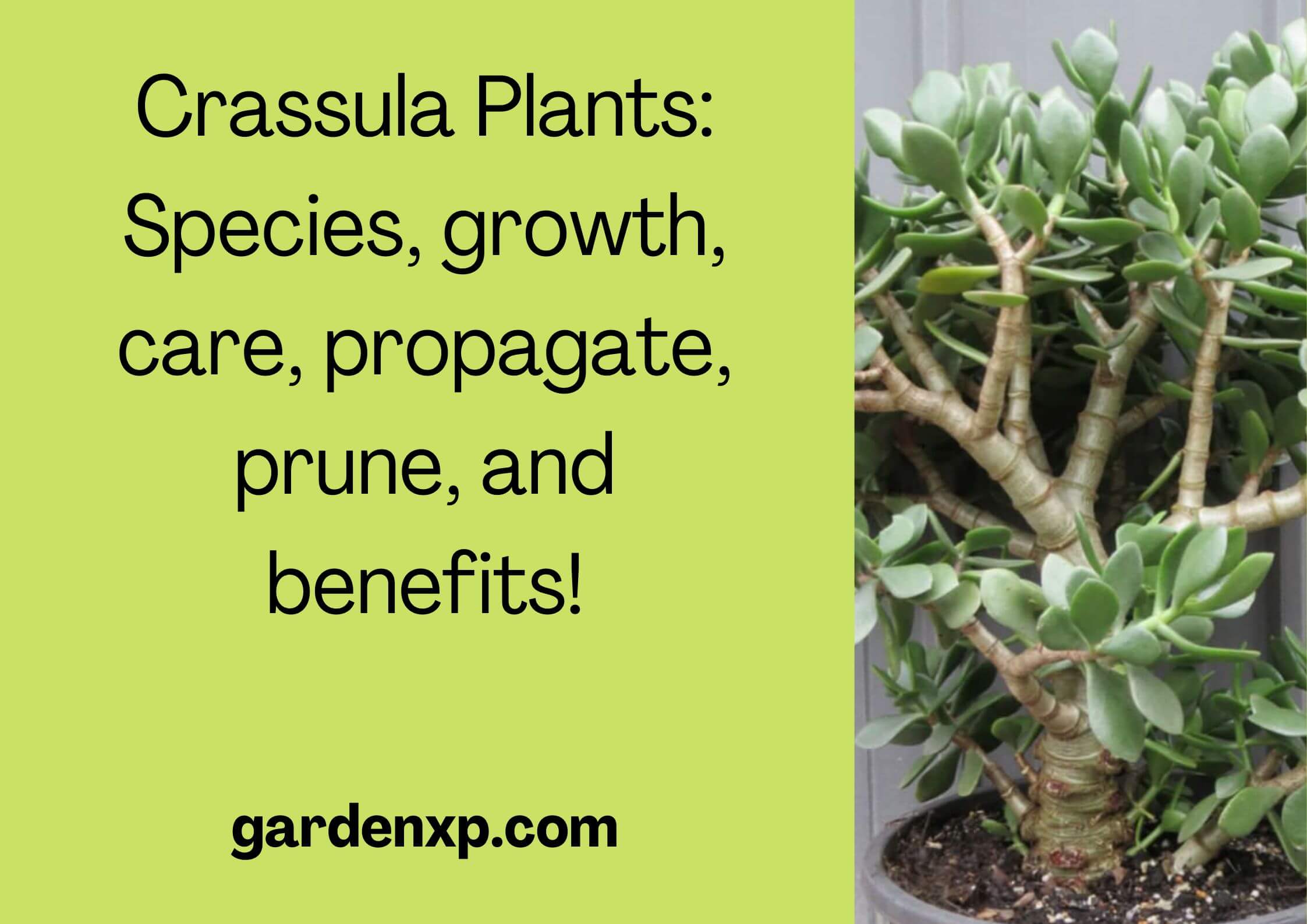 Crassula plants: Species growth care propagation pruning and benefits! 