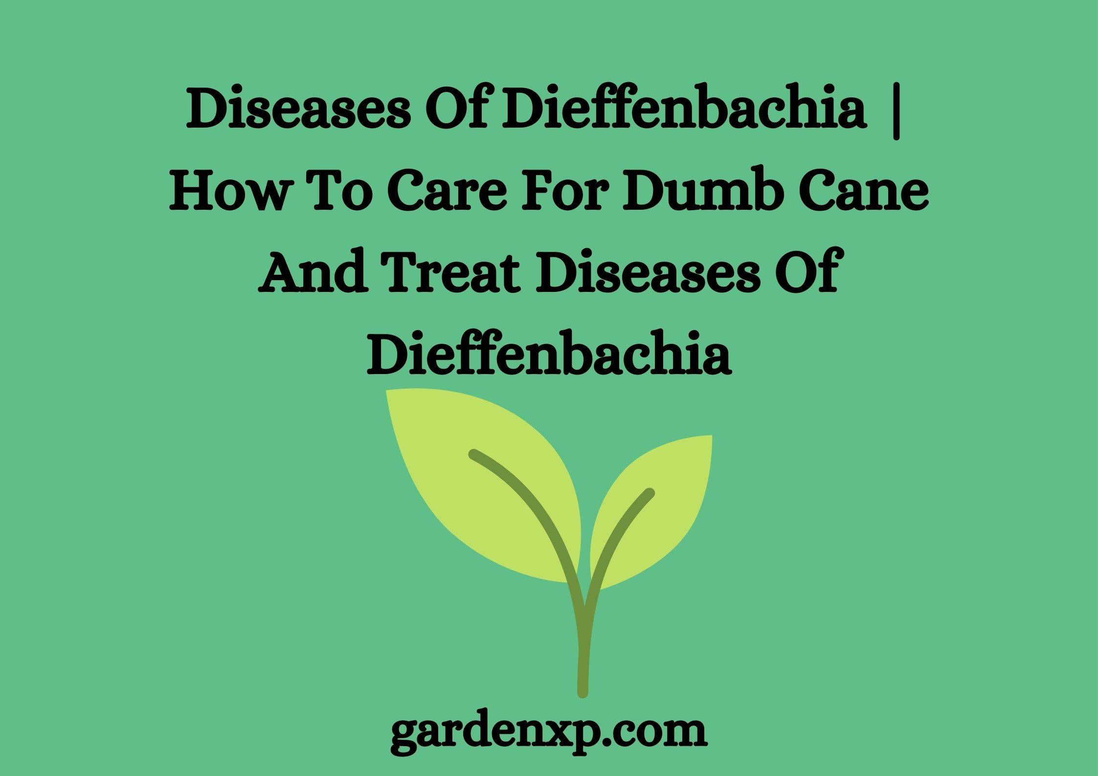Dieffenbachia Care - How to Treat Disease With Dieffenbachia?