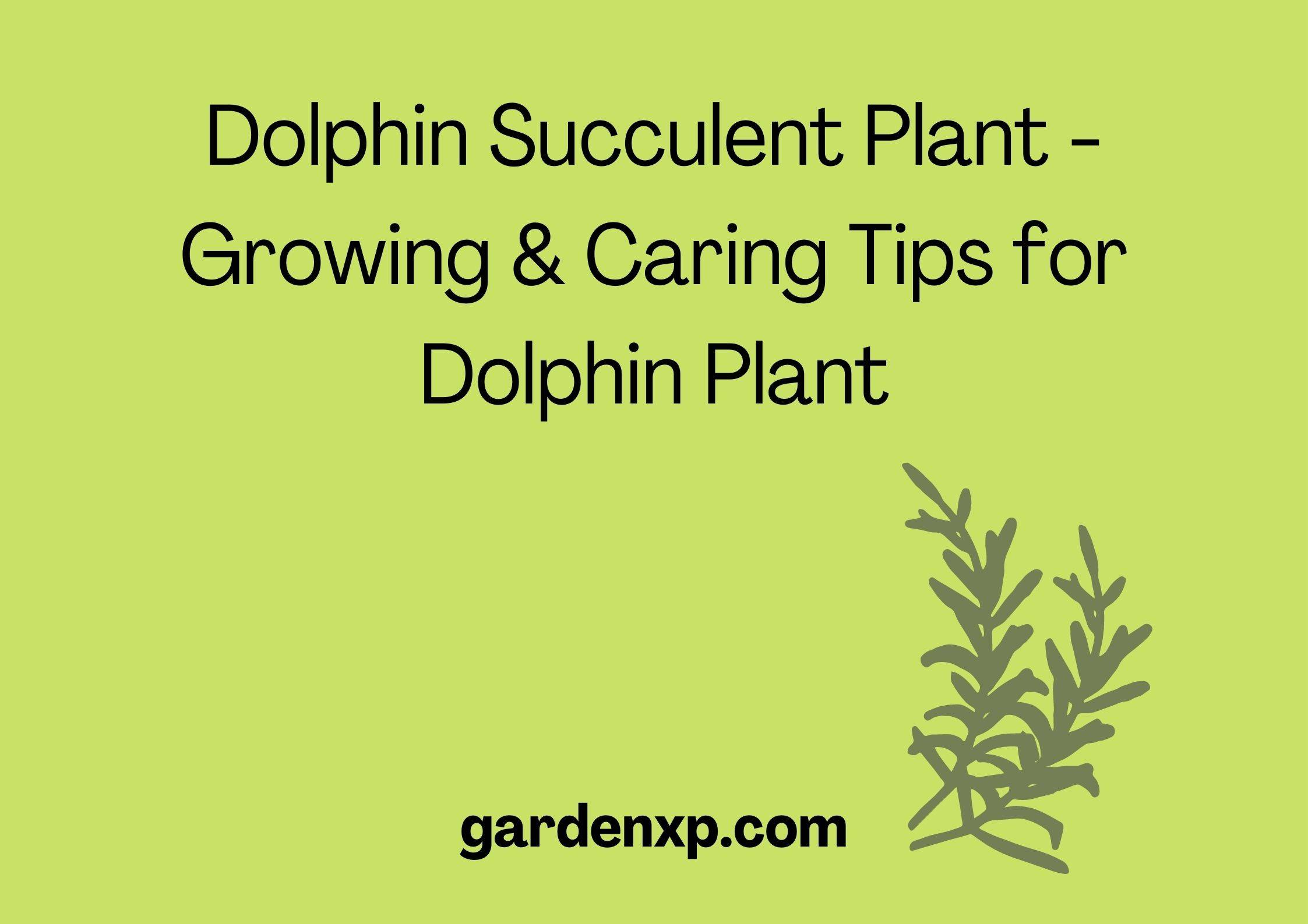 Dolphin Succulent Plant - Growing and Caring Tips for Dolphin Plant