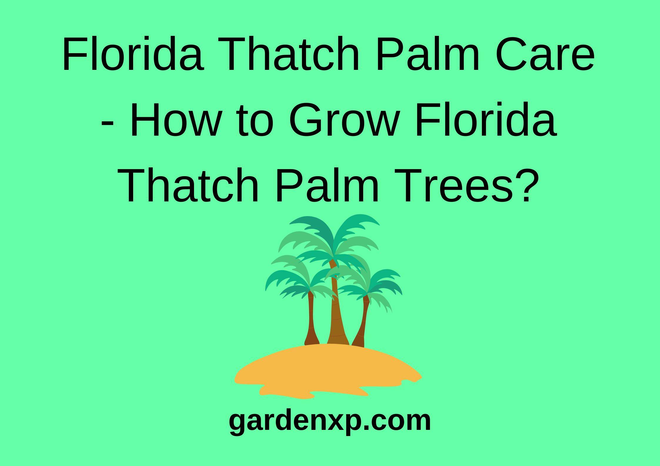 Florida Thatch Palm Care - How to Grow Florida Thatch Palm Trees?