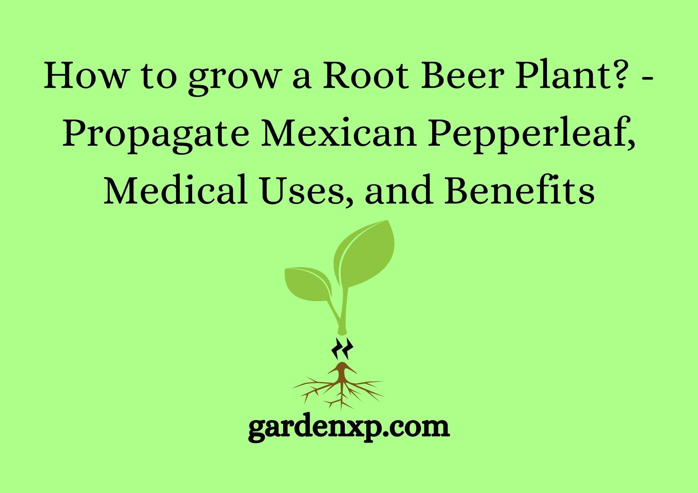 How to Grow Root Beer Plant? - Propagate Mexican Pepperleaf Medical Uses and Benefits