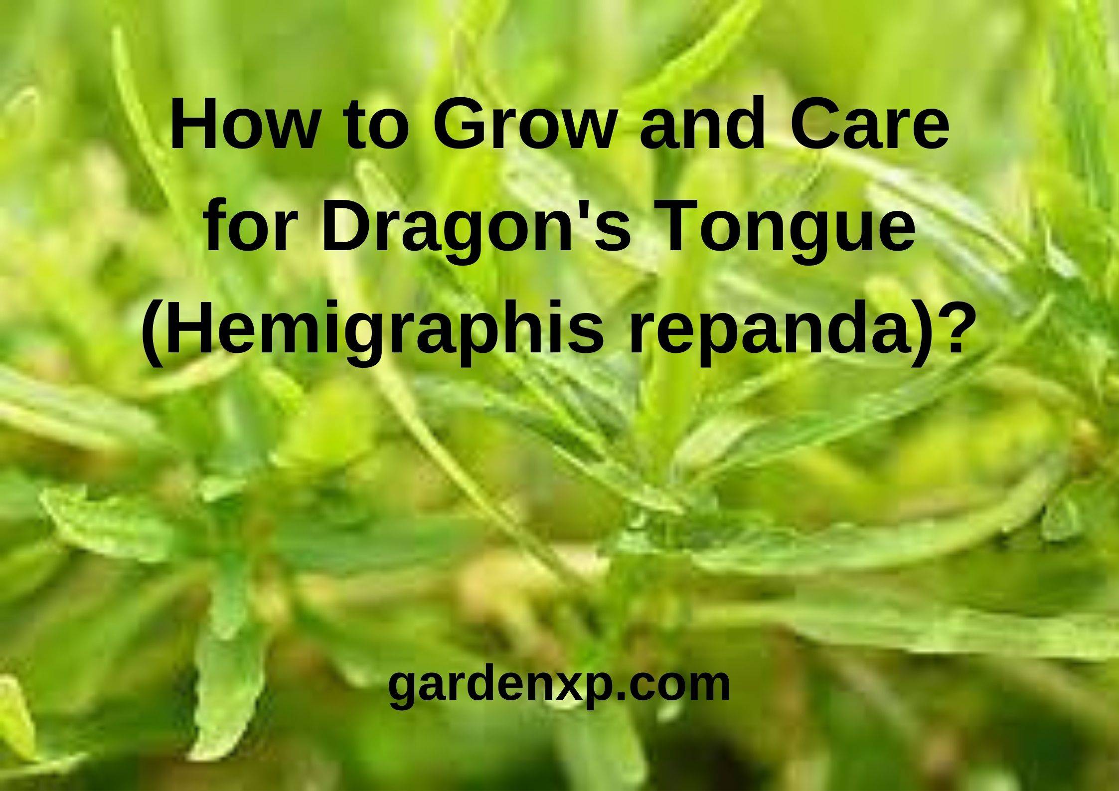 How to Grow and Care for Dragon's Tongue(Hemigraphis repanda)?