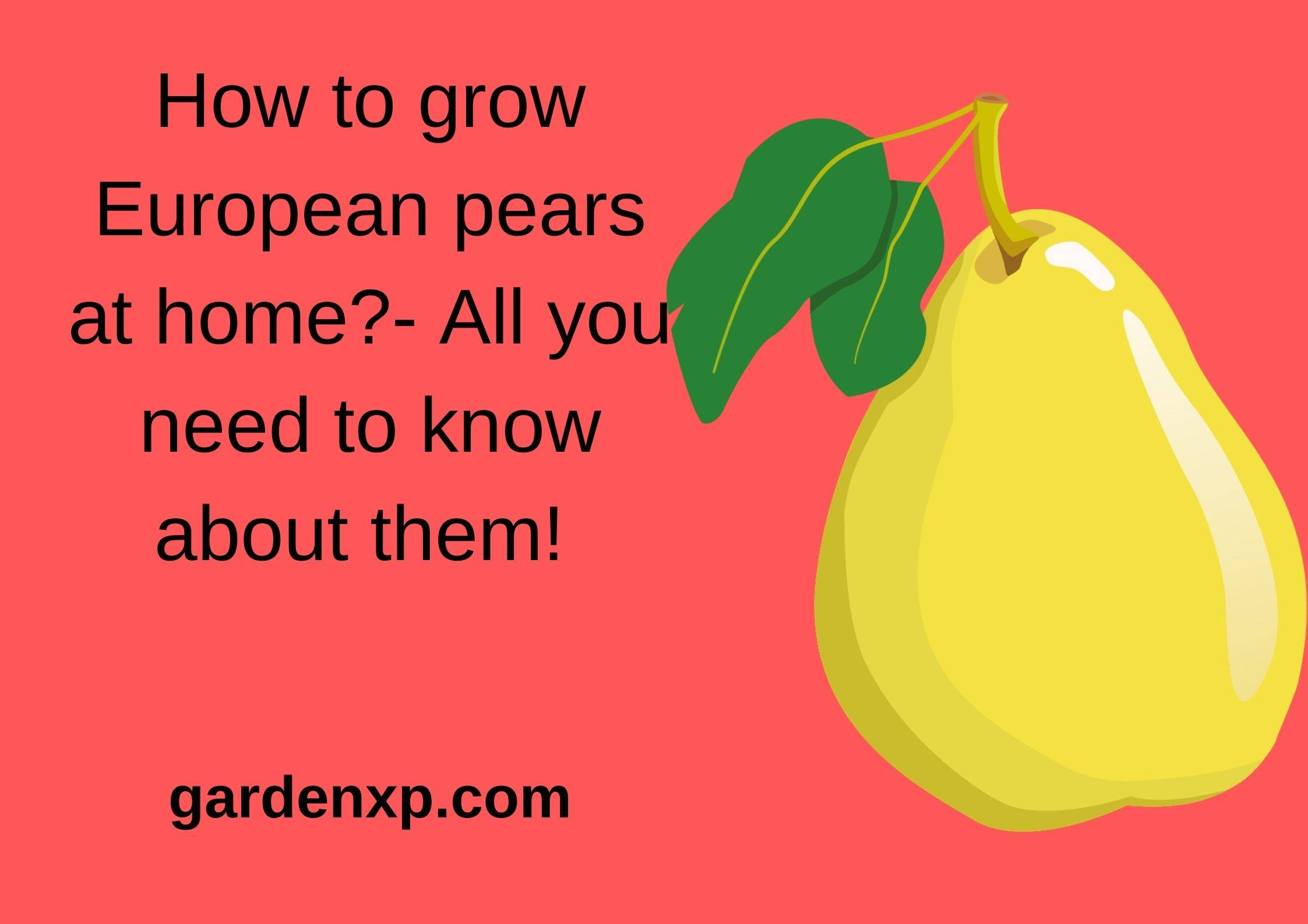 What is European Pear? - How to Grow & Care for European Pear at Home?