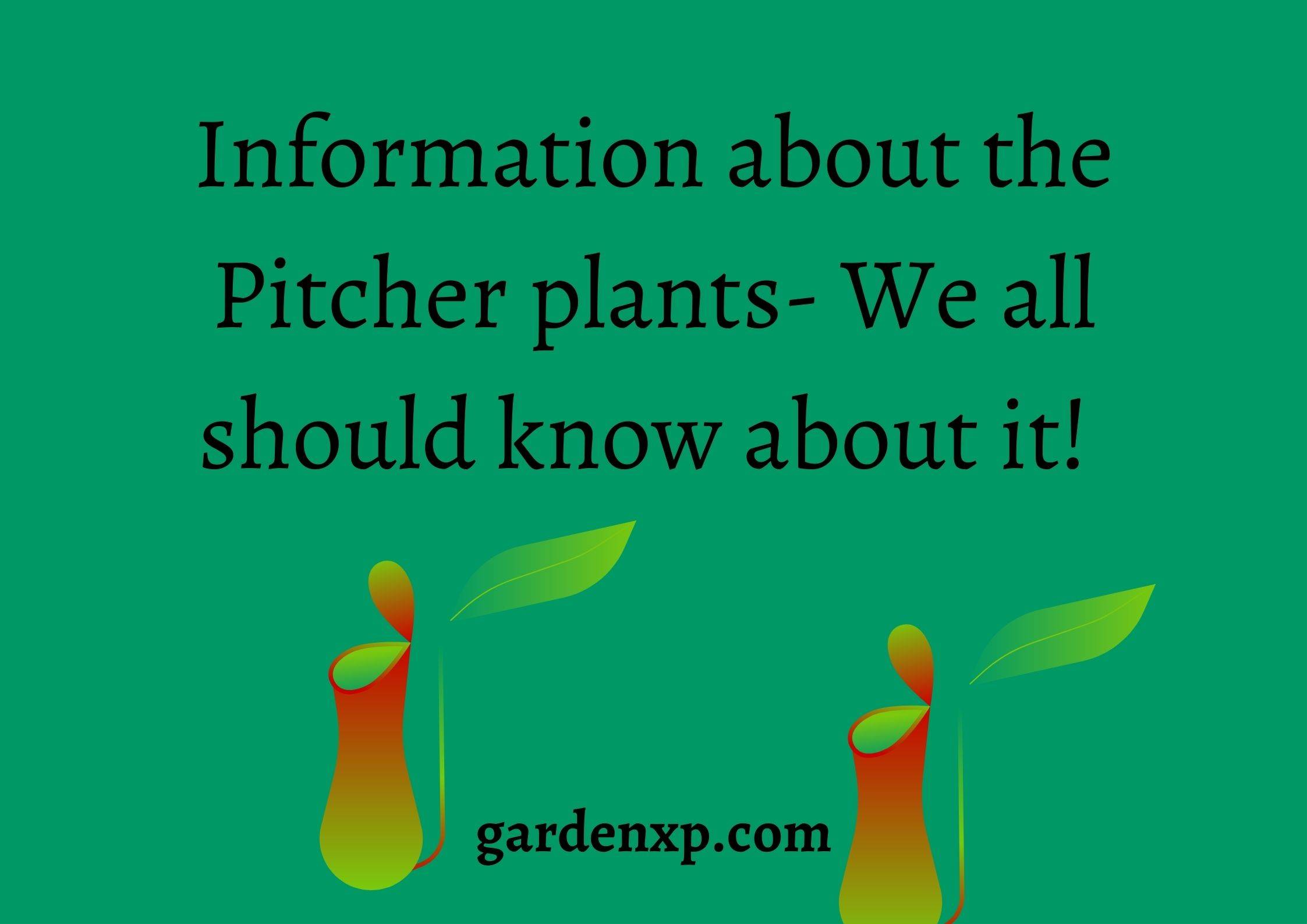 How to grow Pitcher Plant from Seeds? - What is Pitcher Plant?
