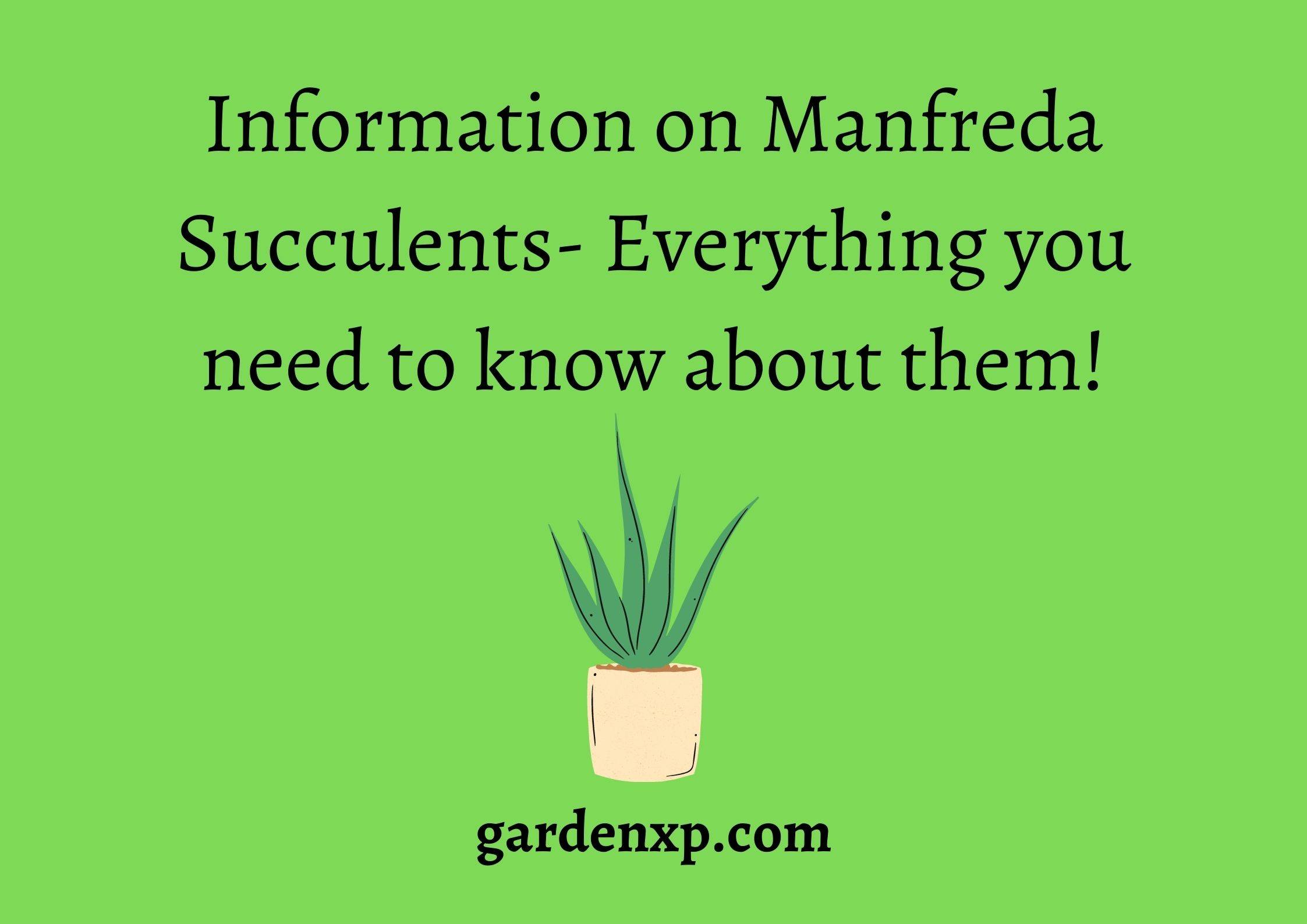 What are Manfreda Succulents? - Types of Manfreda Plants - Growth and Care Tips