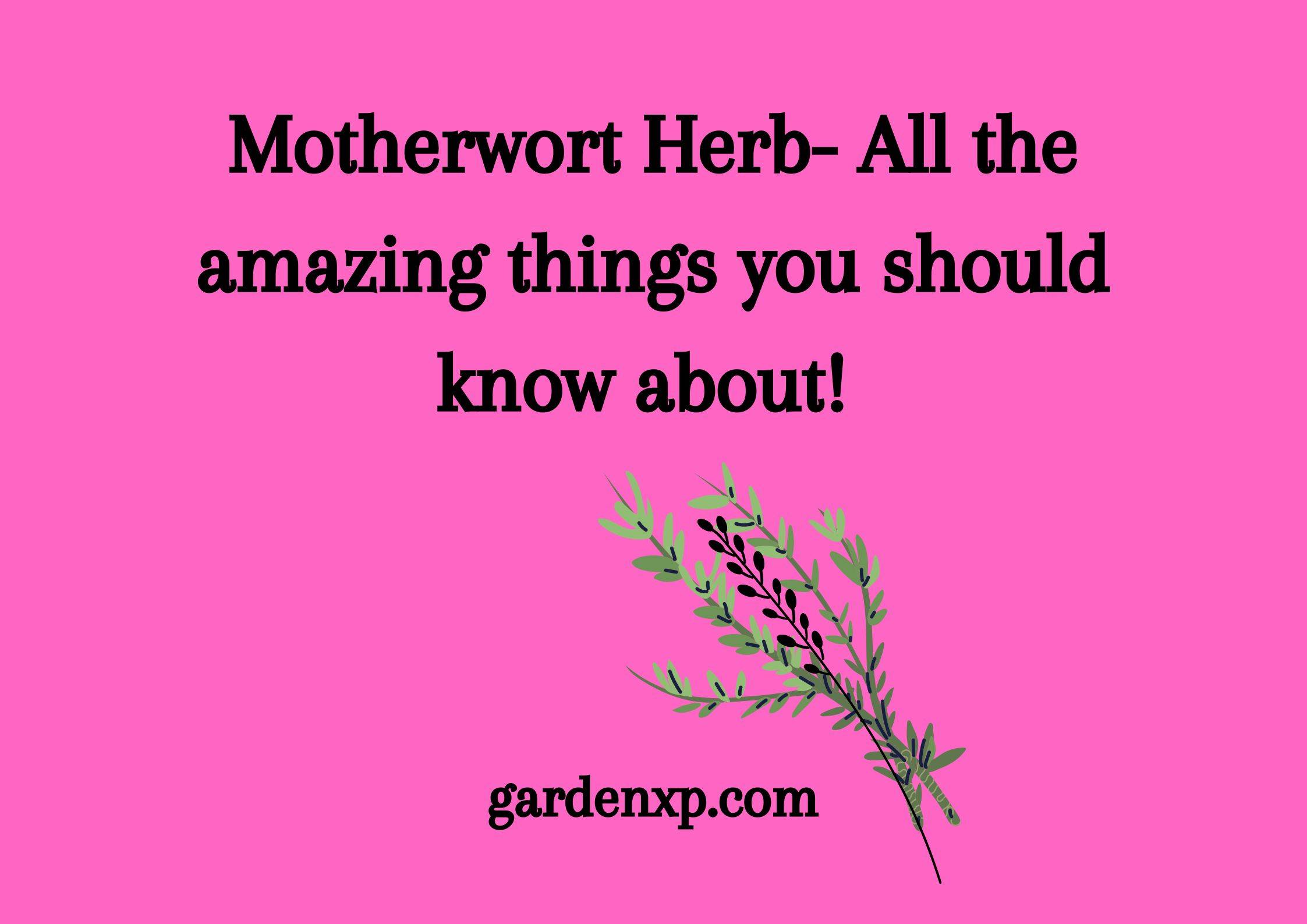 What is Motherwort Herb? - Uses and Growth tips for Motherwort Plant