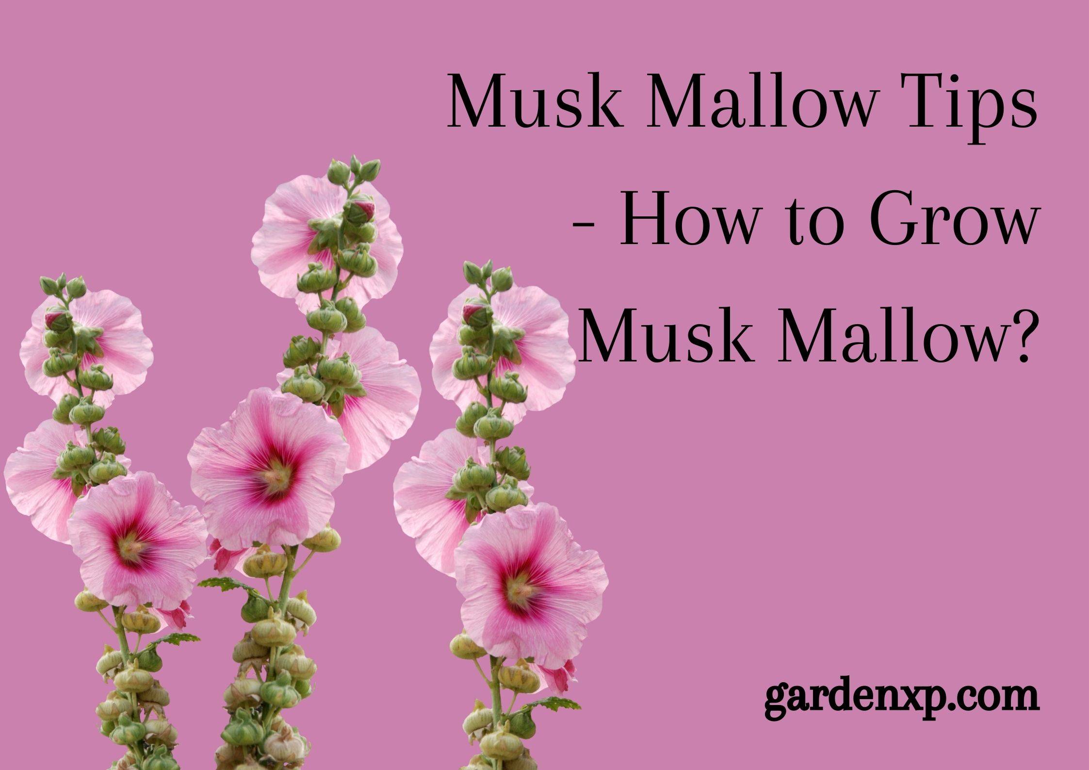 Musk Mallow Tips - How to Grow Musk Mallow?