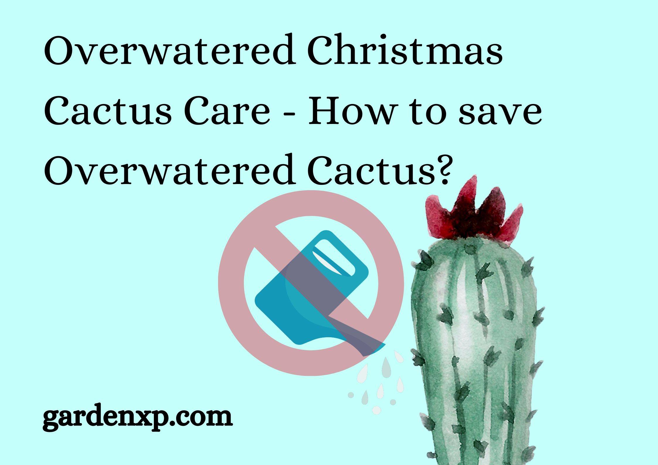 Overwatered Christmas Cactus Care - How to save Overwatered Cactus?