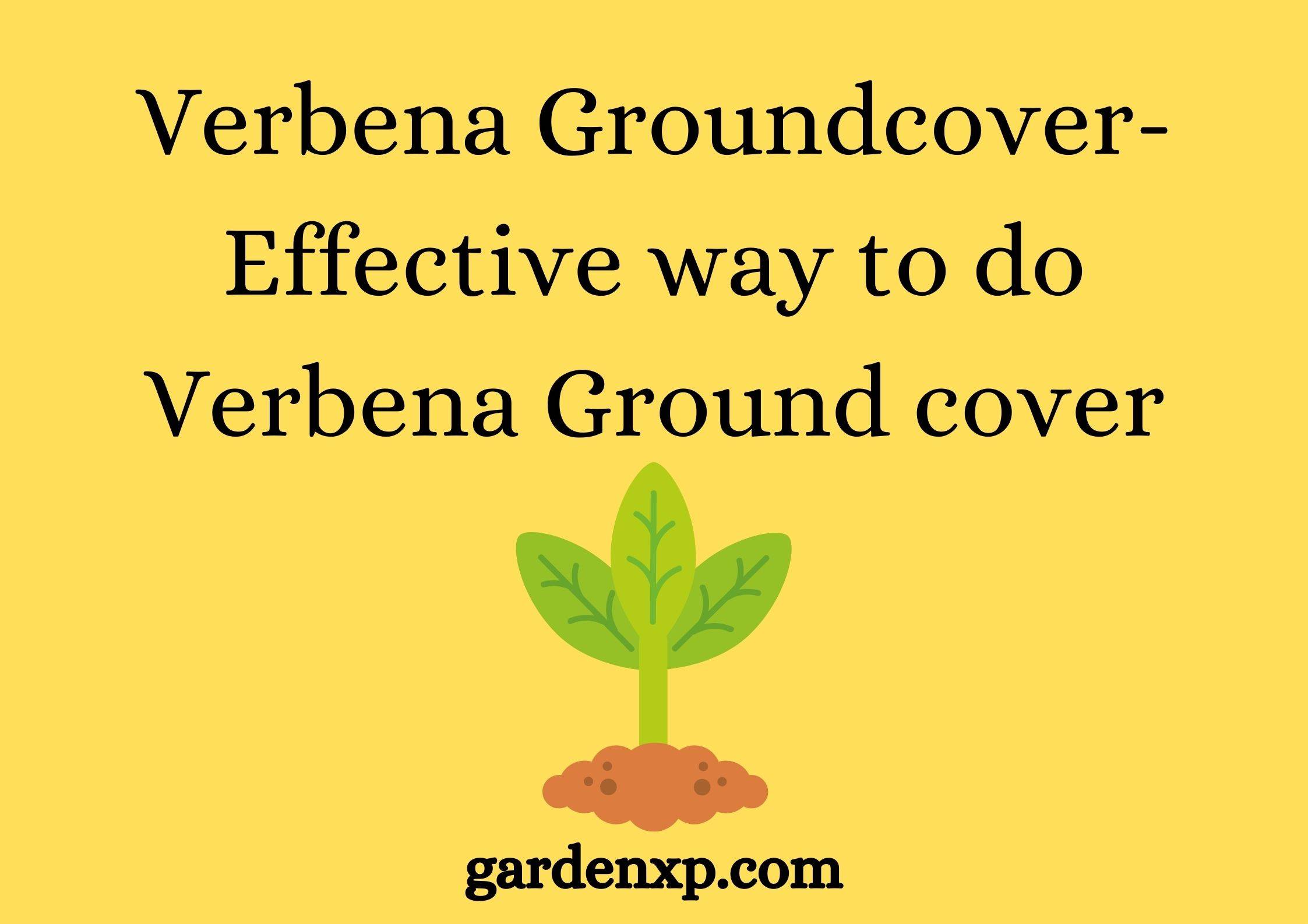 How to do Verbena Groundcover Best Verbena for Groundcover Trailing verbena