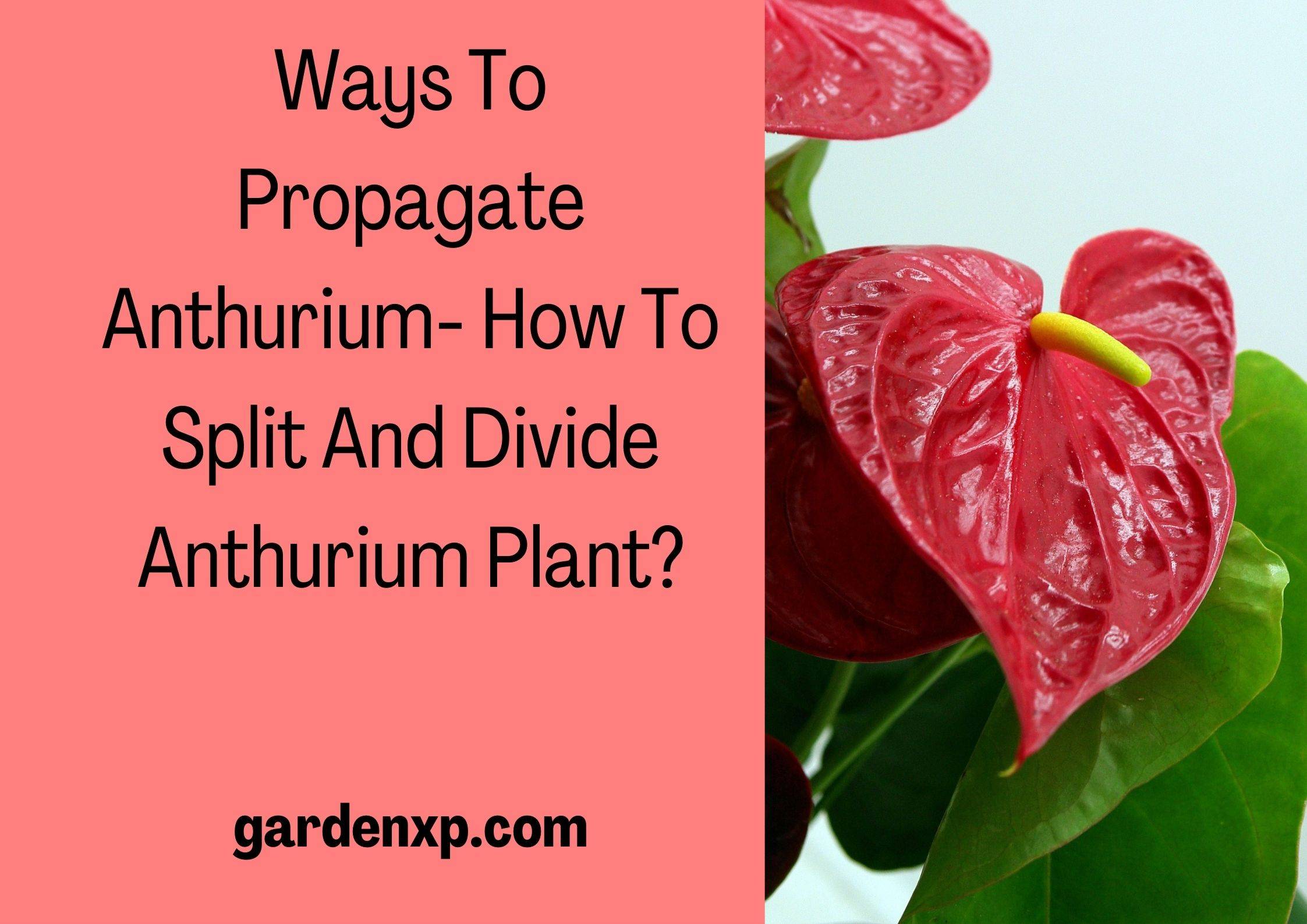 Anthurium Propagation - How to Split and Divide Anthurium Plant?