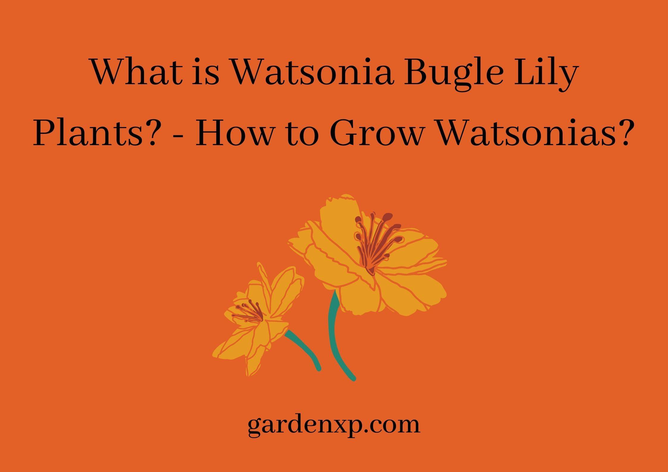 What is Watsonia Bugle Lily Plants? - How to Grow Watsonias?