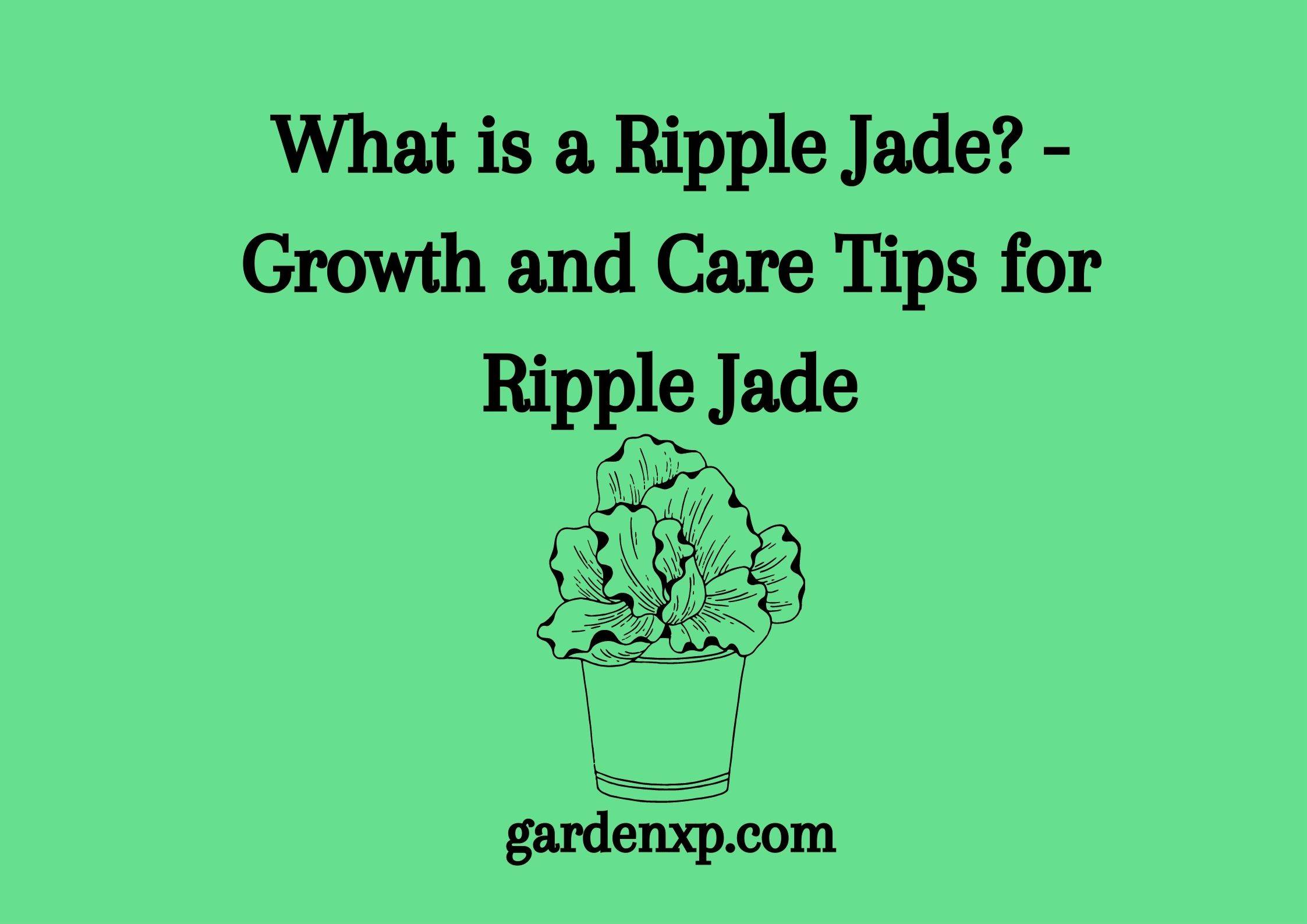 What is a Ripple Jade? - Growth and Care Tips for Ripple Jade