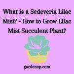 What is a Sedeveria Lilac Mist? - How to Grow Lilac Mist Succulent Plant?