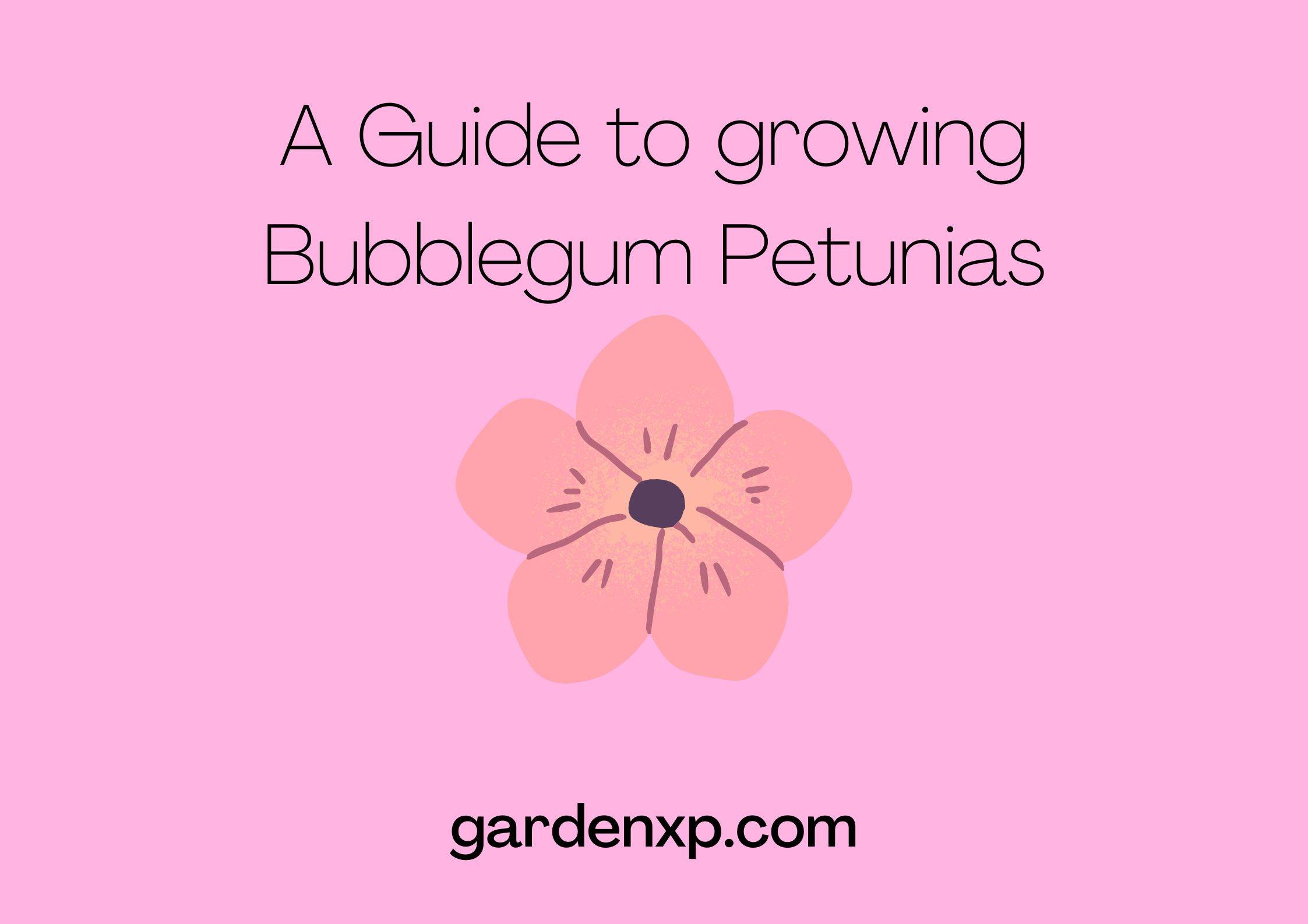 A Guide to growing Bubblegum Petunias