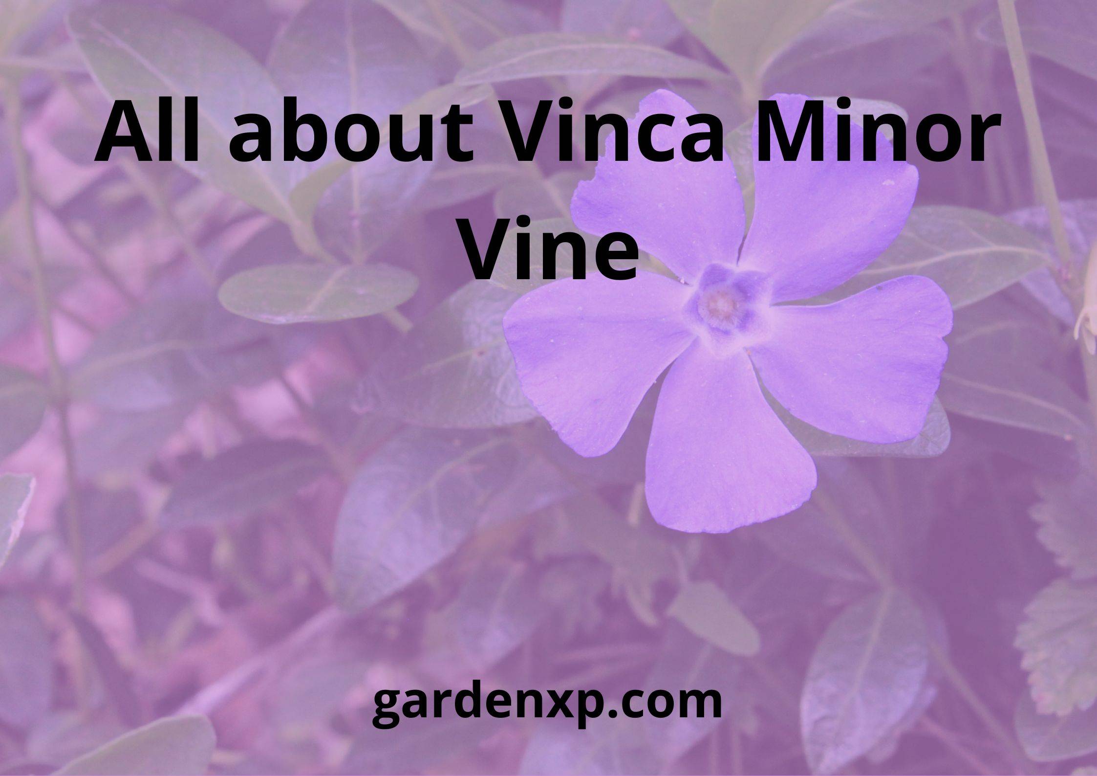 All about Vinca Minor Vine