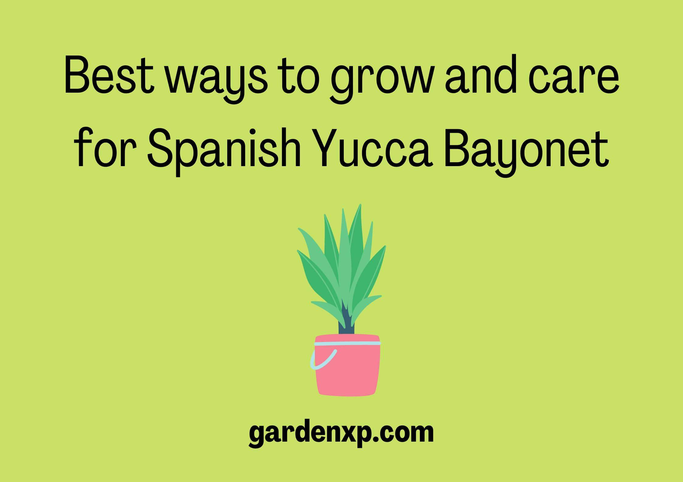 Spanish Bayonet Yucca 'Yucca Aloifolia' - How to grow & care for Yucca Bayonet?